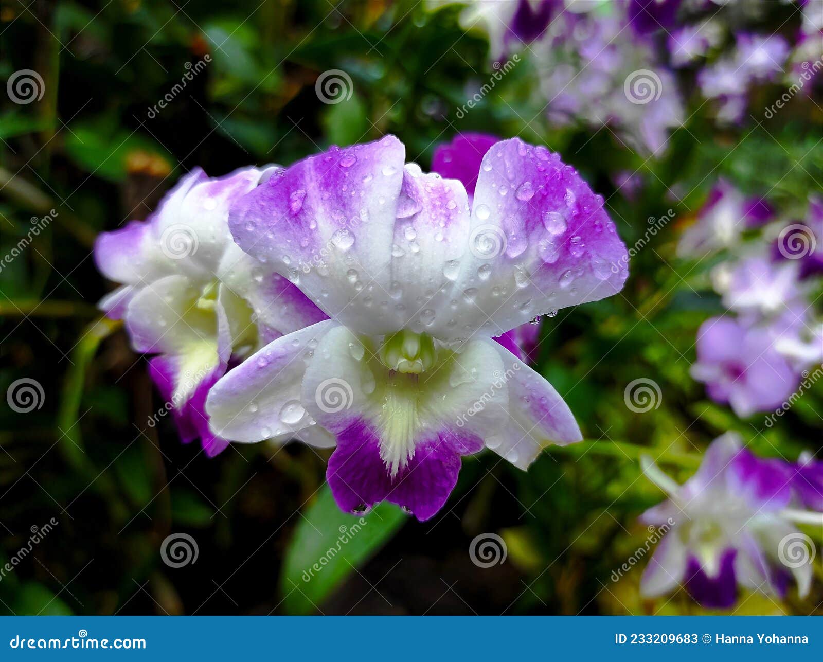 vappodes phalaenopsis and dendrobium bigibbum
