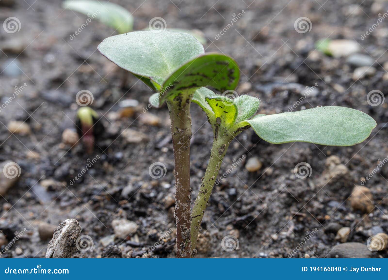 Plant Has Sprouted from a Seed after a Heavy Rain Stock Photo Image