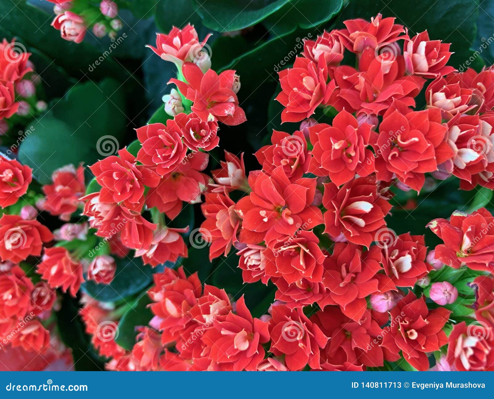 Pianta Fiori Rossi.Houseplant With Bright Red Flowers Kalanchoe Stock Image Image