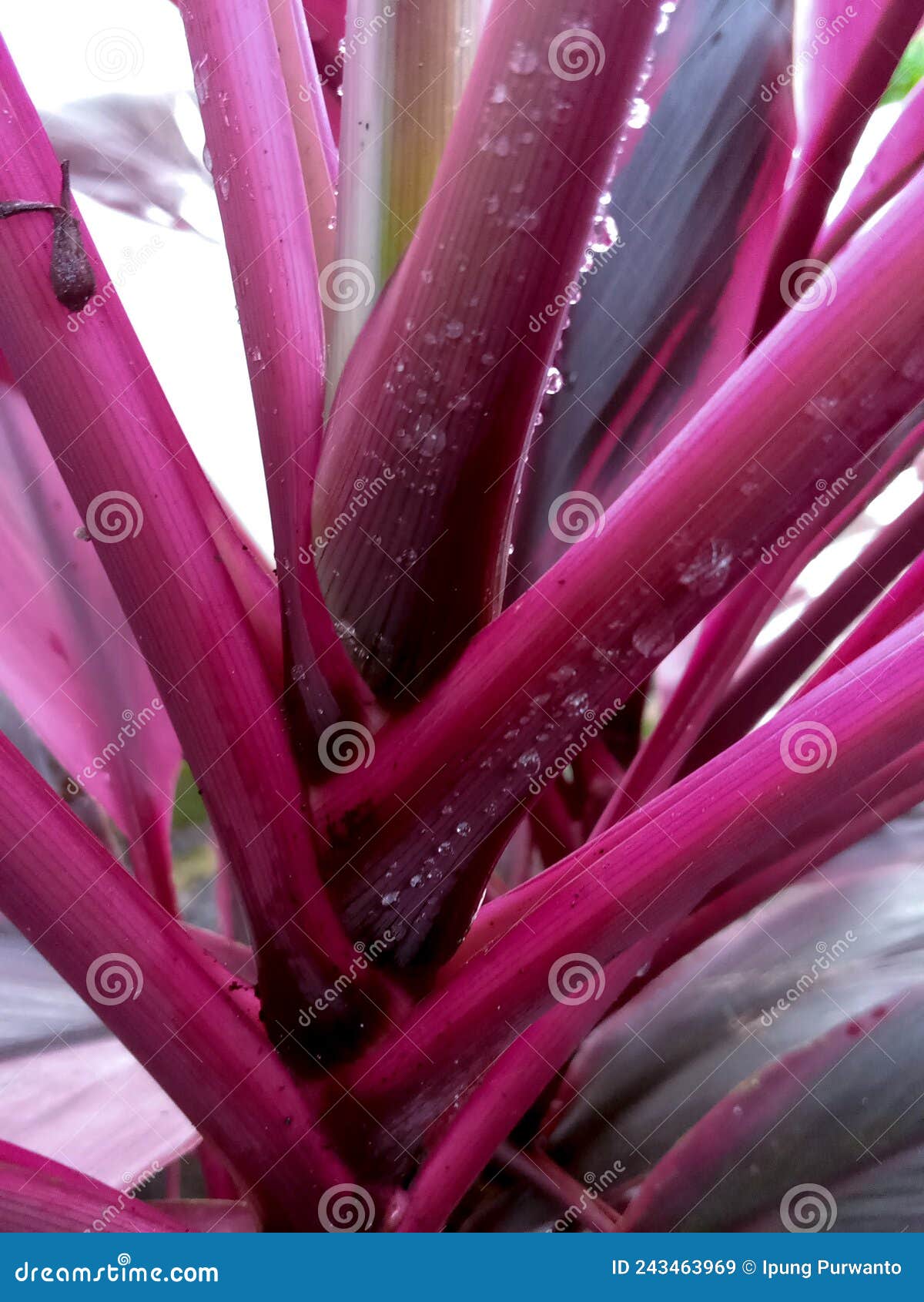 plant with magentas gradient wet by the dew