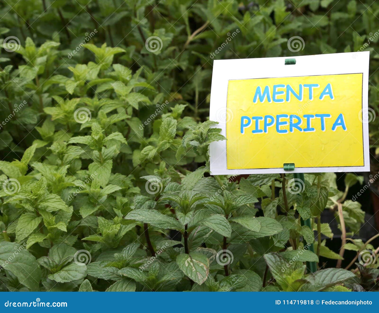 aromatic plant with label with the text menta which in italian m