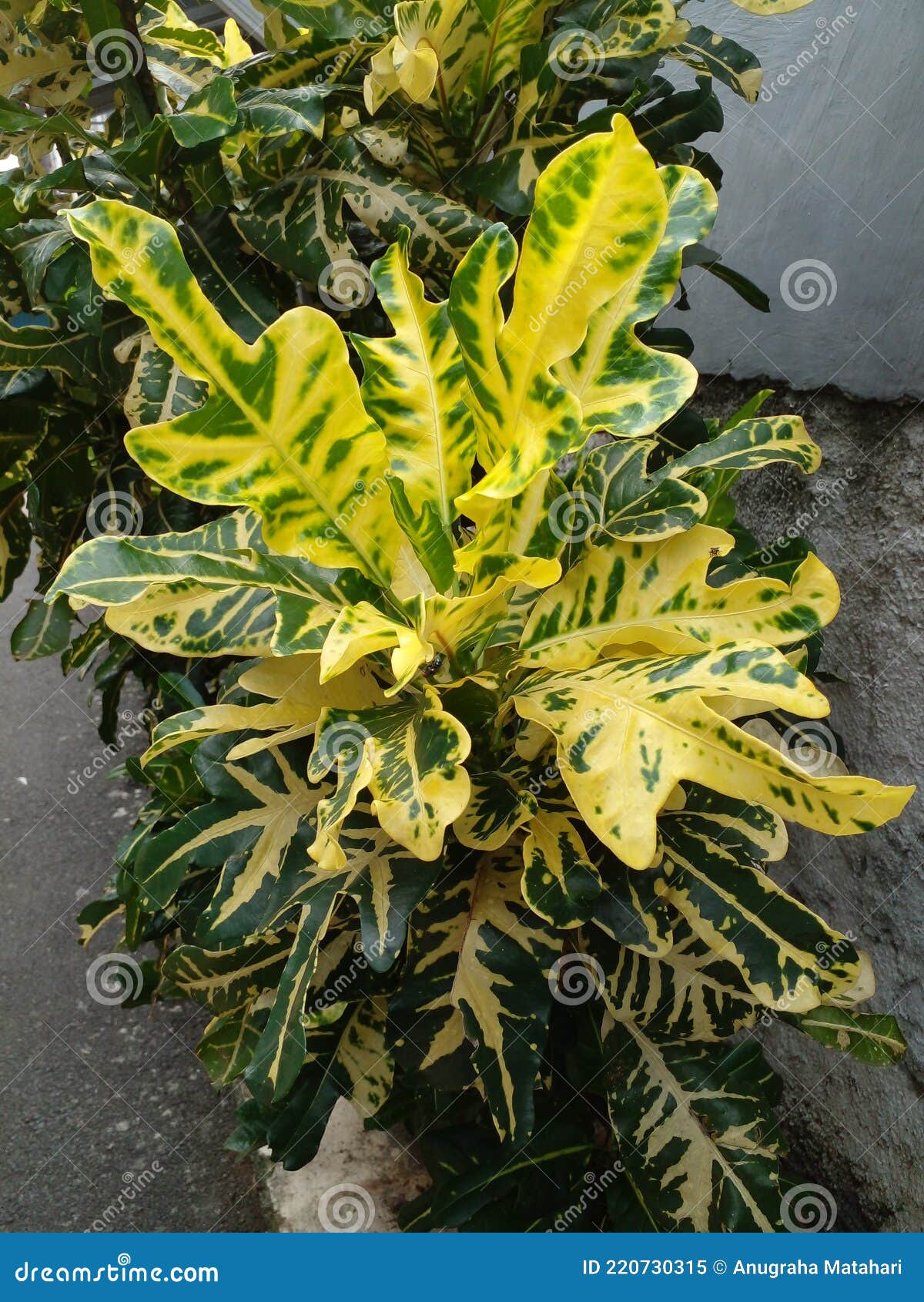 Plant with Latin Name Codiaeum Variegatum Stock Image Image of leaves
