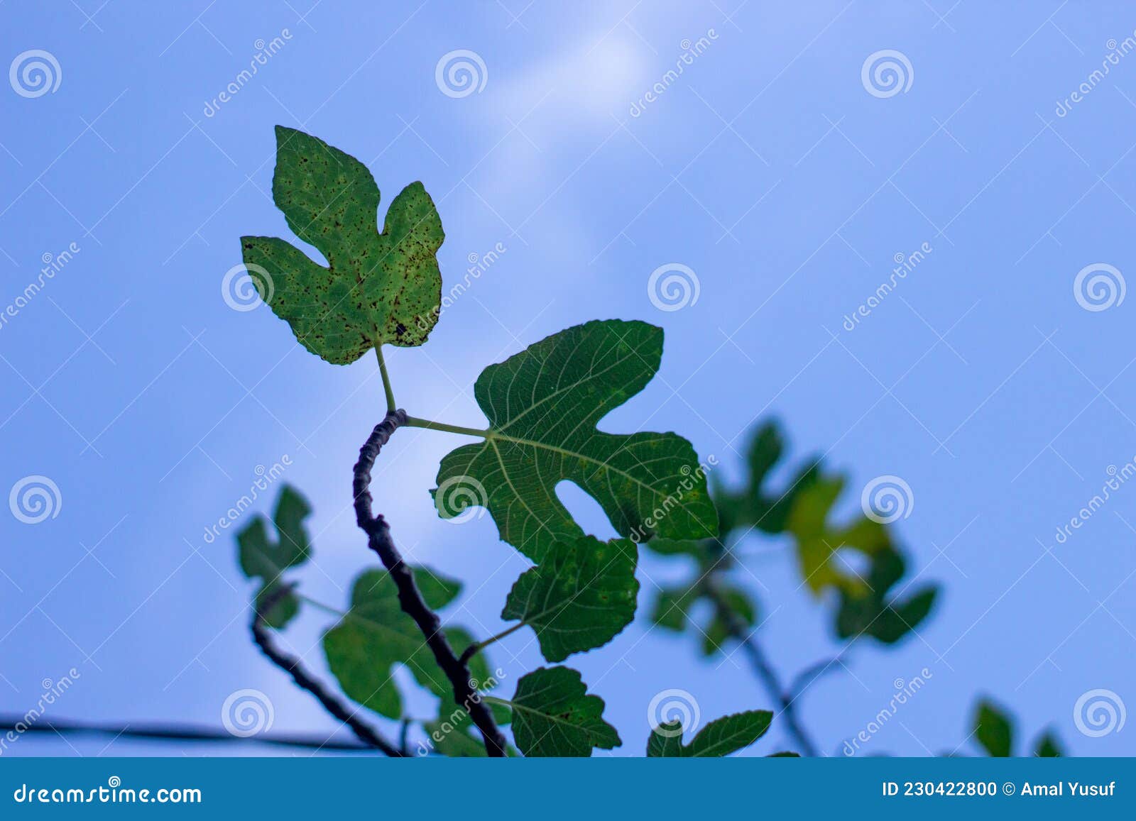 Plant Leaf Green Color Isolation Bright Blue Sky Stock Photo Image of