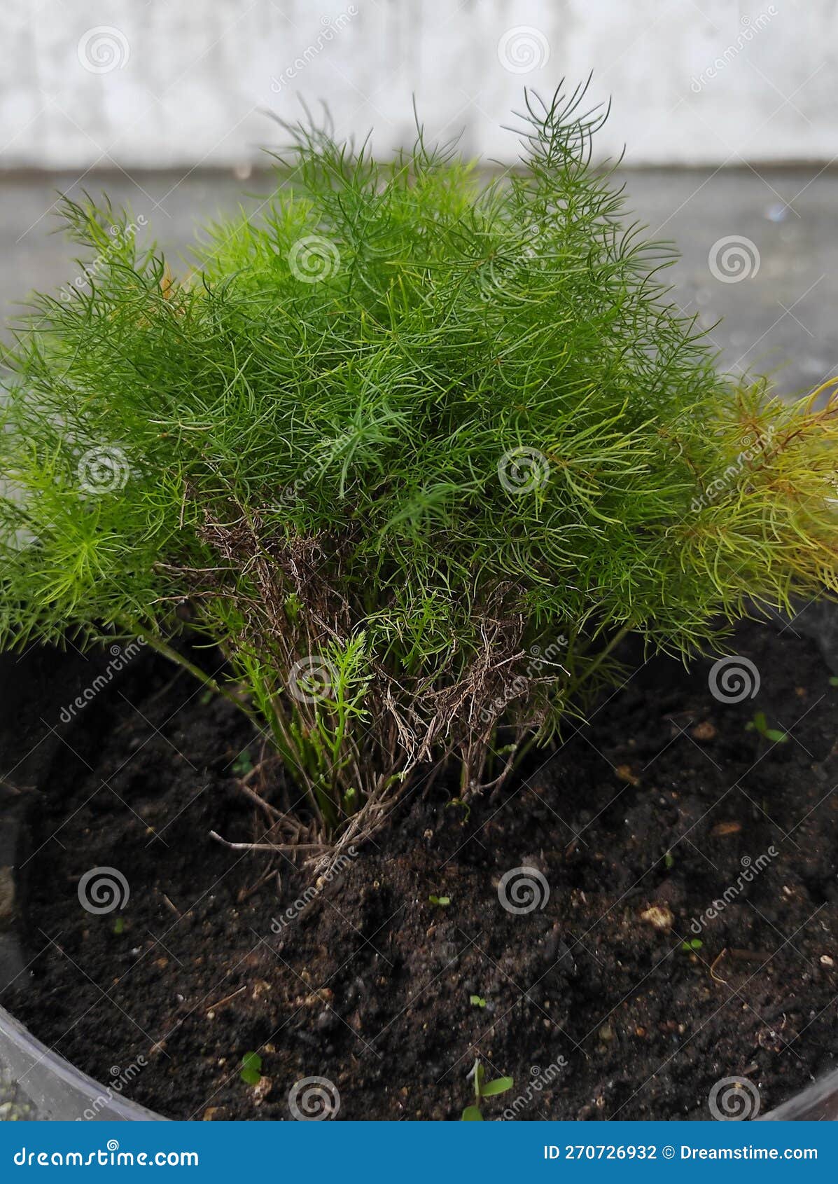 It is a Plant without Leaves Stock Photo Image of wildflower, forest