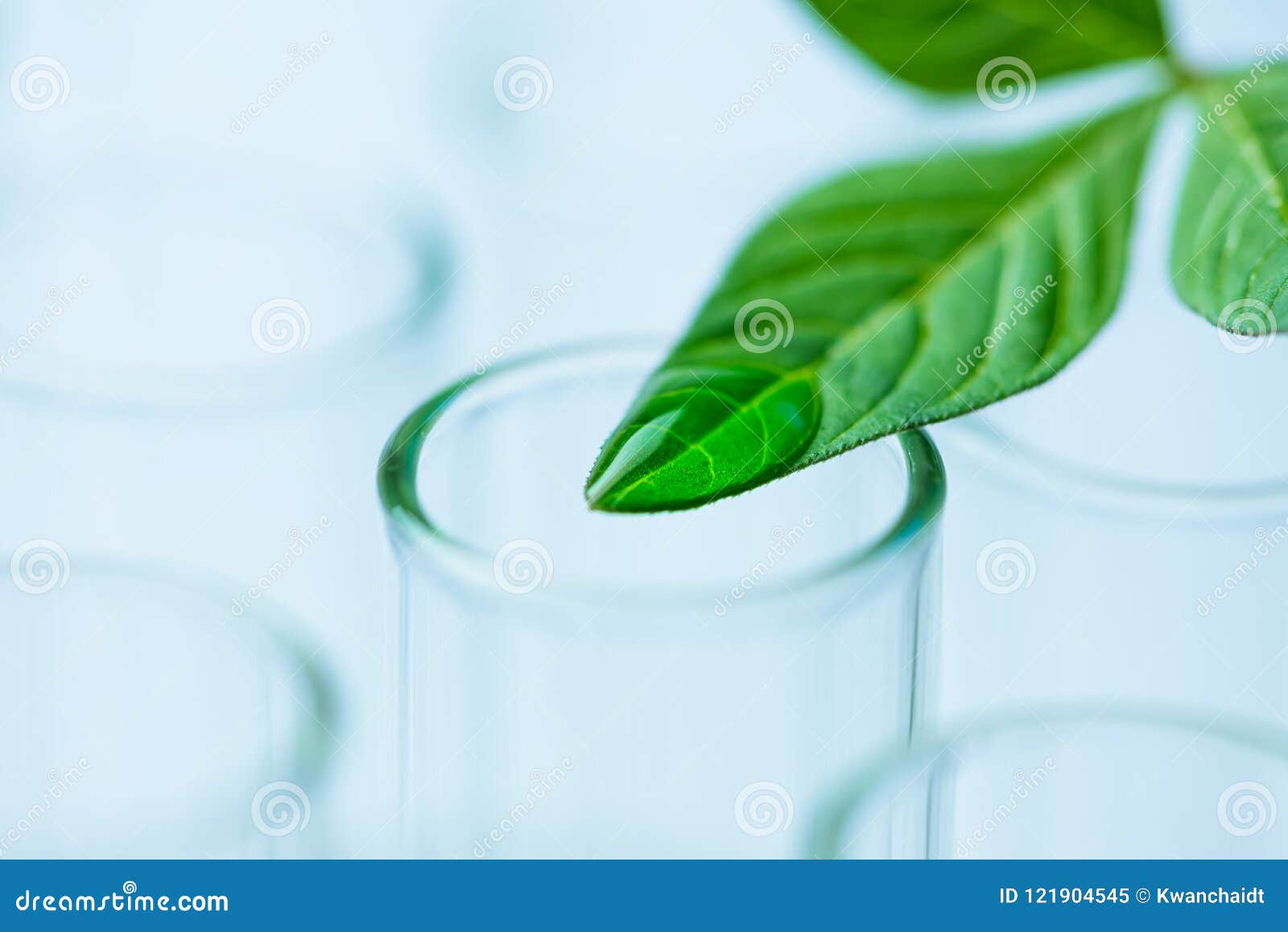plant leaves on test tube , biotechnology research concept