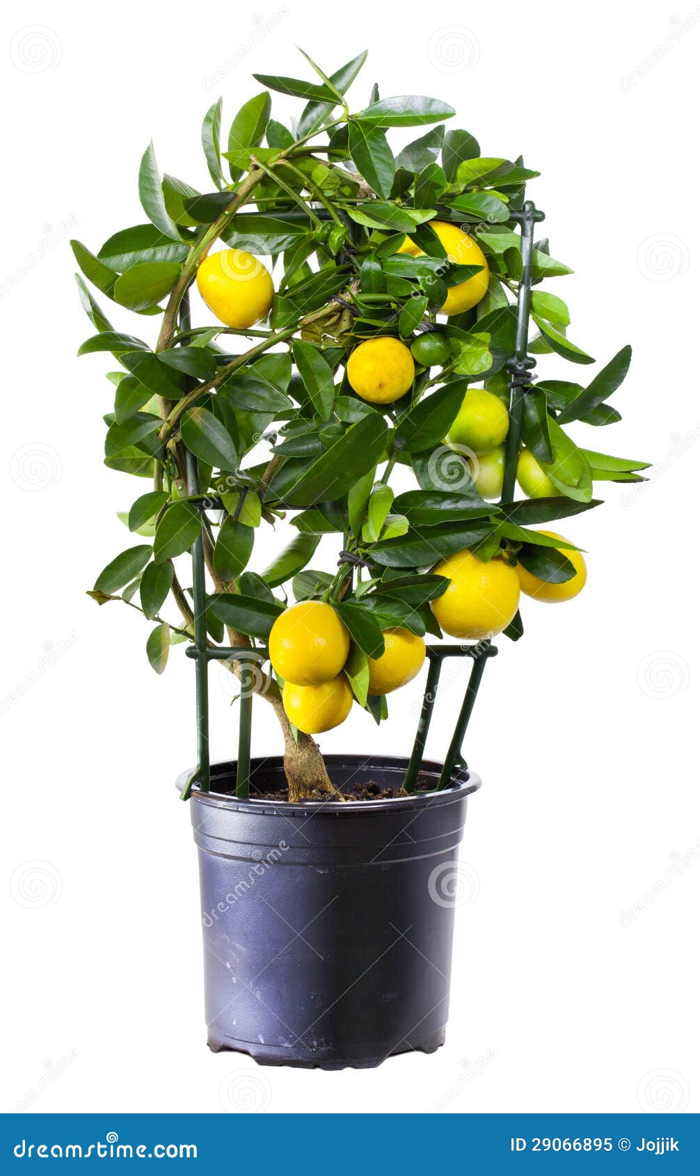 Plant of Lemon in Flowerpot Stock Image Image of blossoming, flora