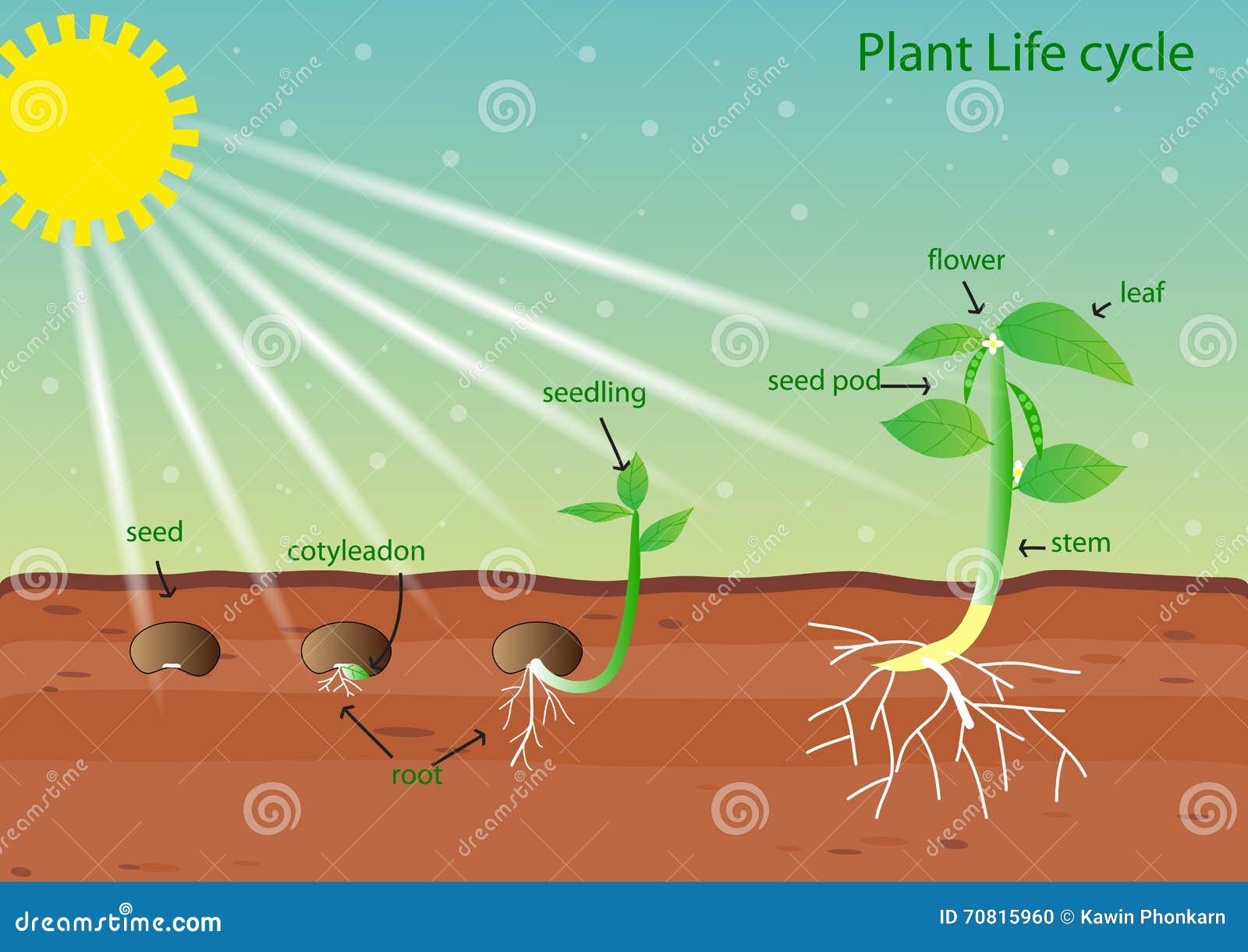 plant life cycle clipart - photo #19