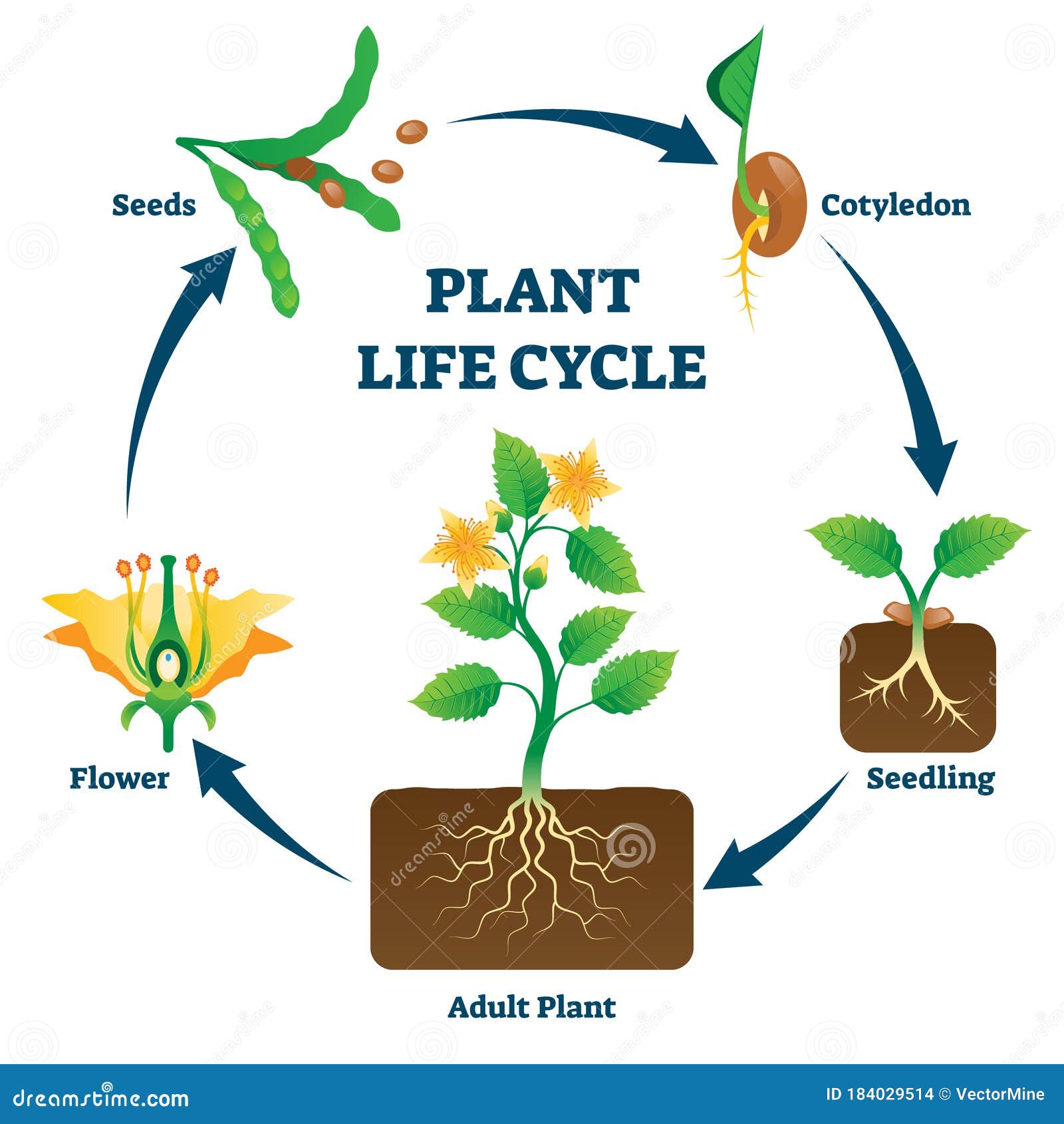 plant life cycle  . labeled educational development scheme