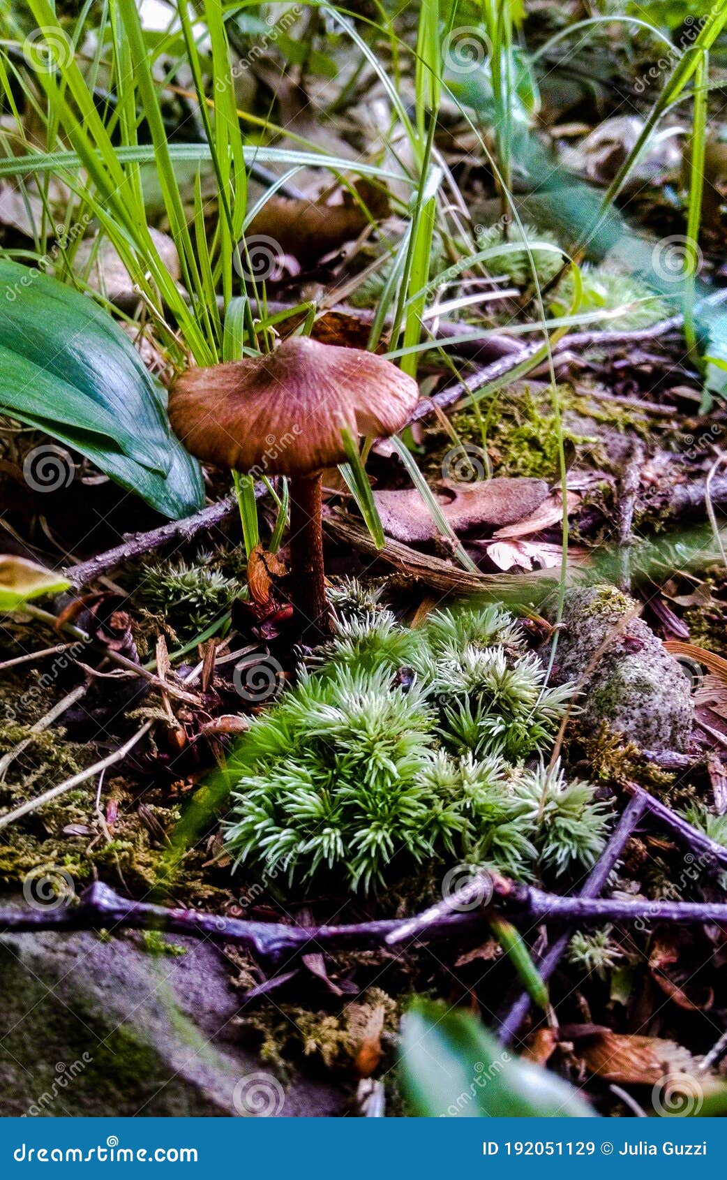 mushroom and moss