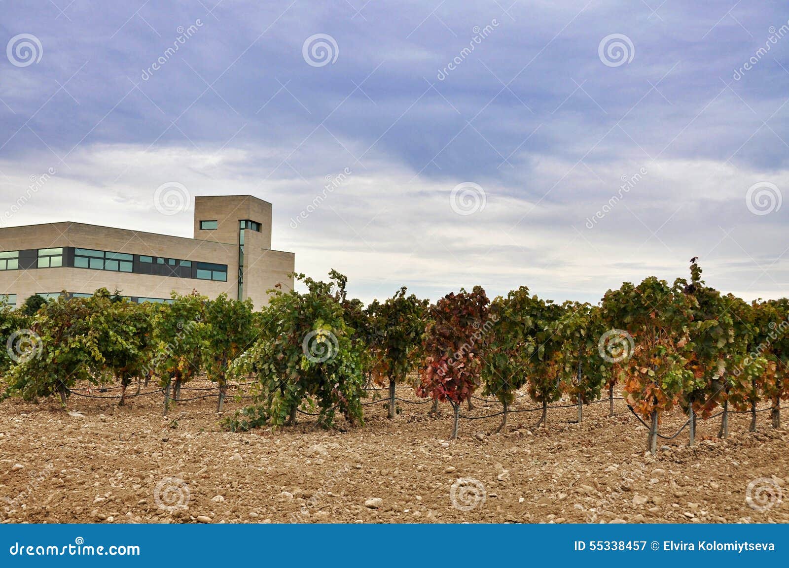plant for making wine and jamon in olite