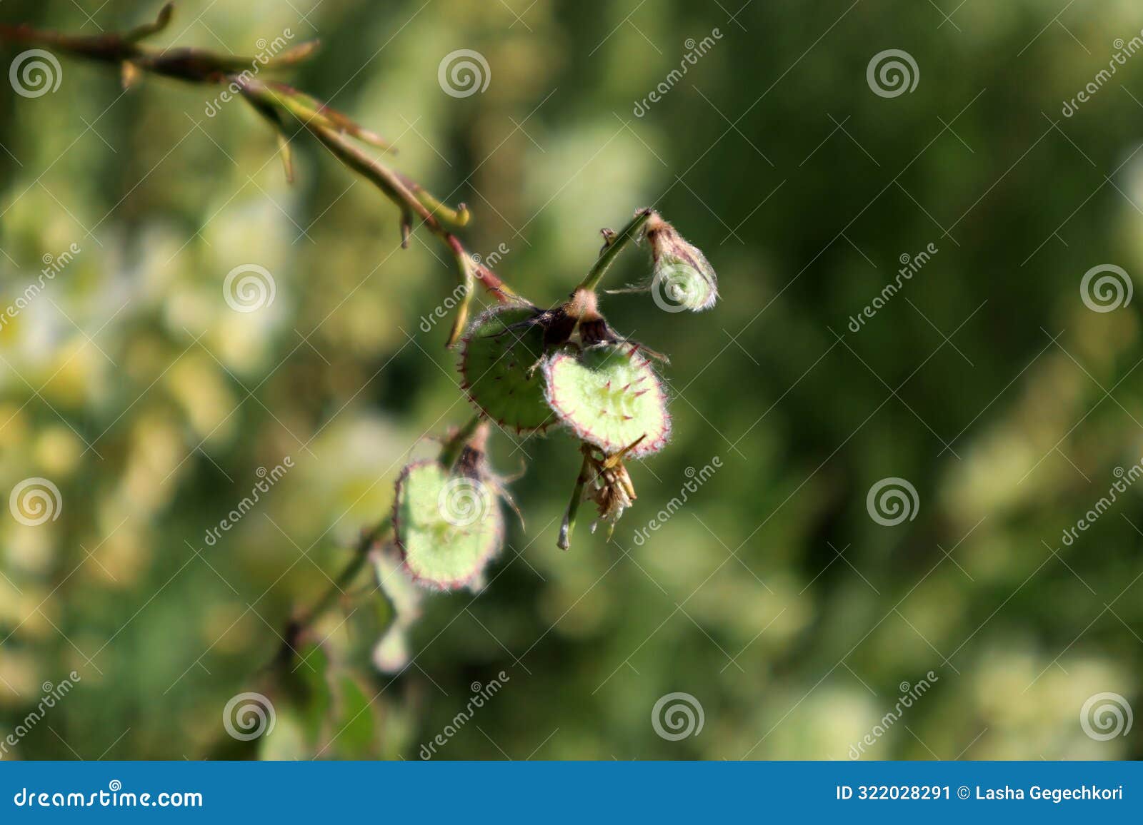 Plant of the Medicago Radiata (ray podded Medick) Stock Image Image Plant of the Medicago Radiata (ray podded Medick) Stock Image Image
