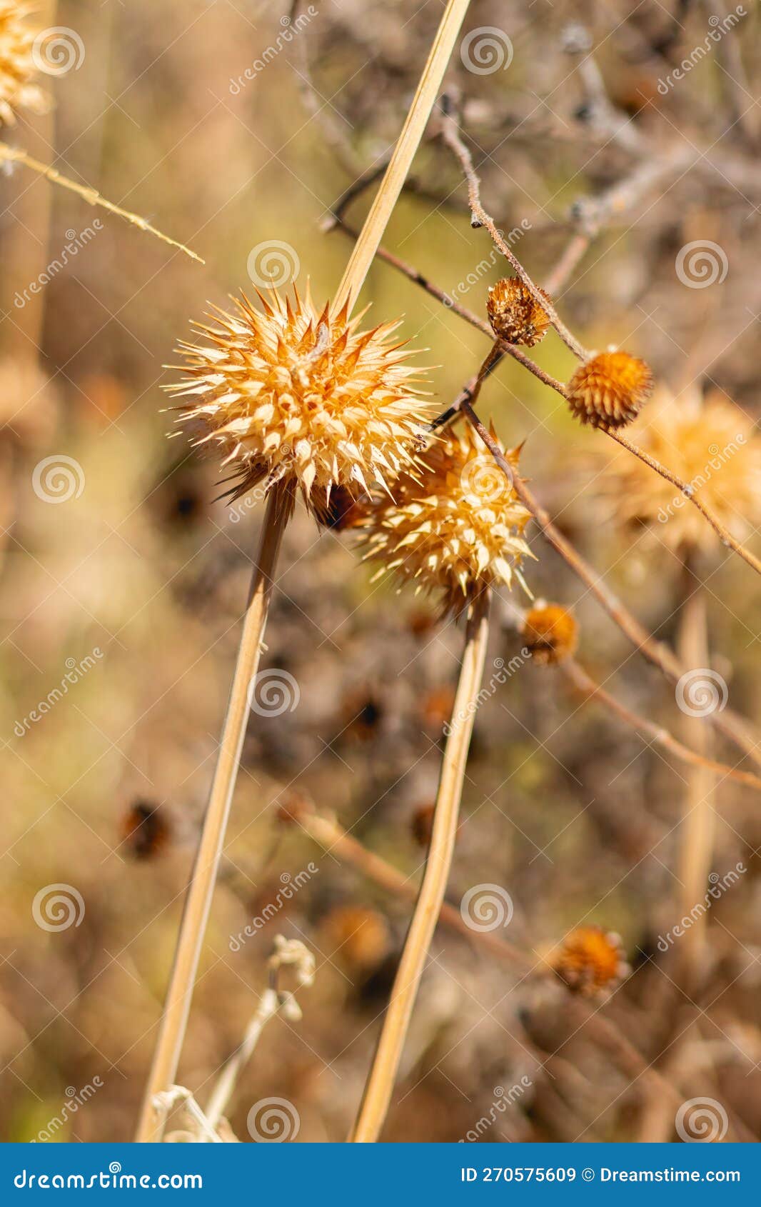 plant molinillo dry, as species leonotis nepetifolia (l.) r.br., belongs to lamiaceae