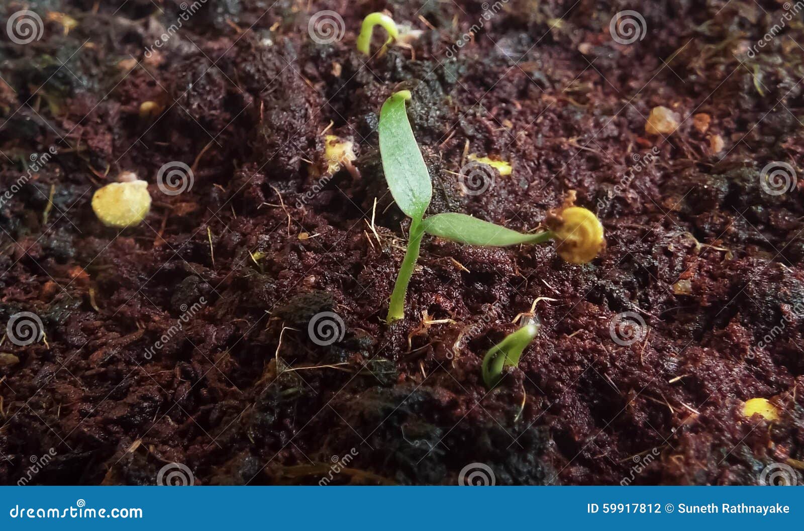 Plant on mud closer view stock photo. Image of clarty 59917812