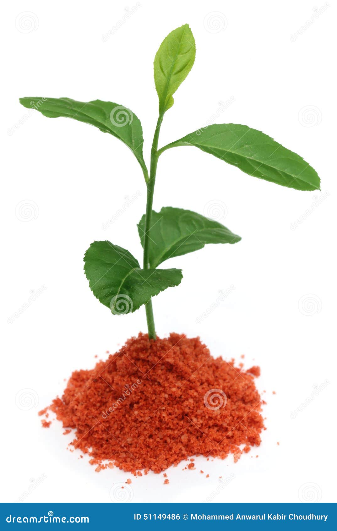 Plant In Muriate Of Potash Fertilizer Stock Photo Image
