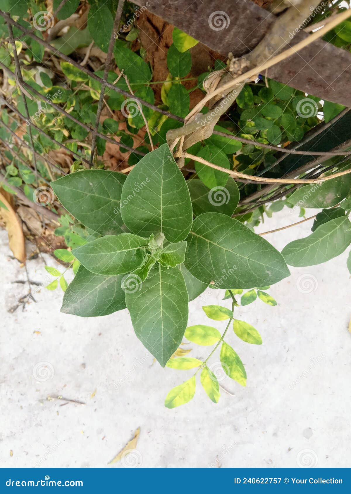 plant name is ashwagandha