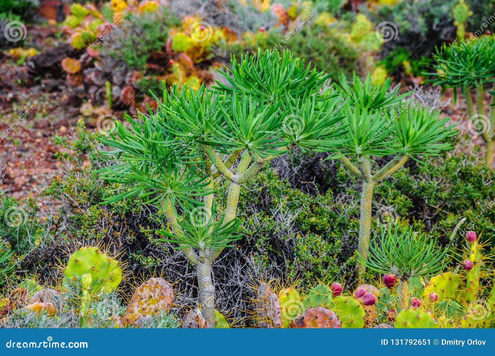 plant on north-west coast of tenerife near punto teno lighthouse, canarian islands