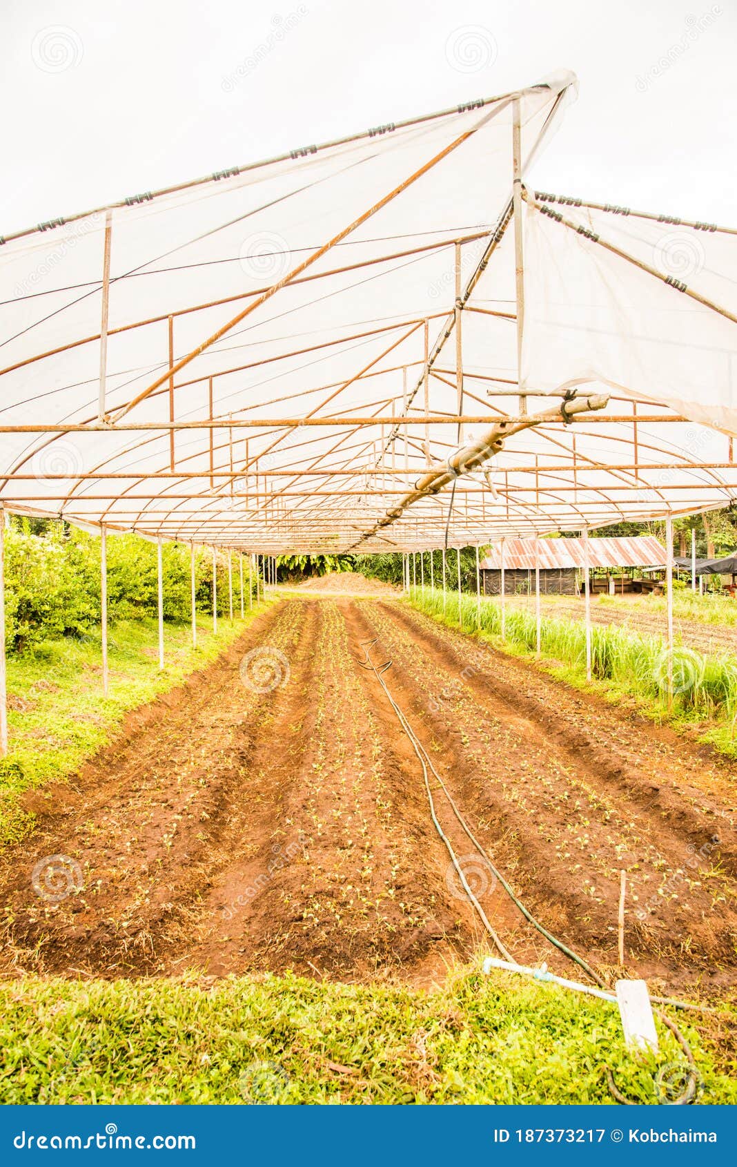 Plant Nurseries on Mountain Stock Image Image of green, hill 187373217