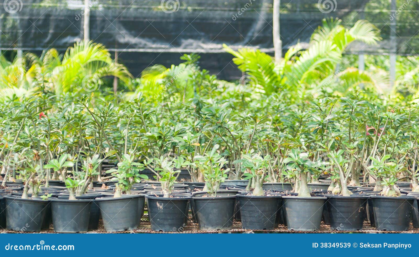 Plant nurseries stock image. Image of cultivation, lines 38349539