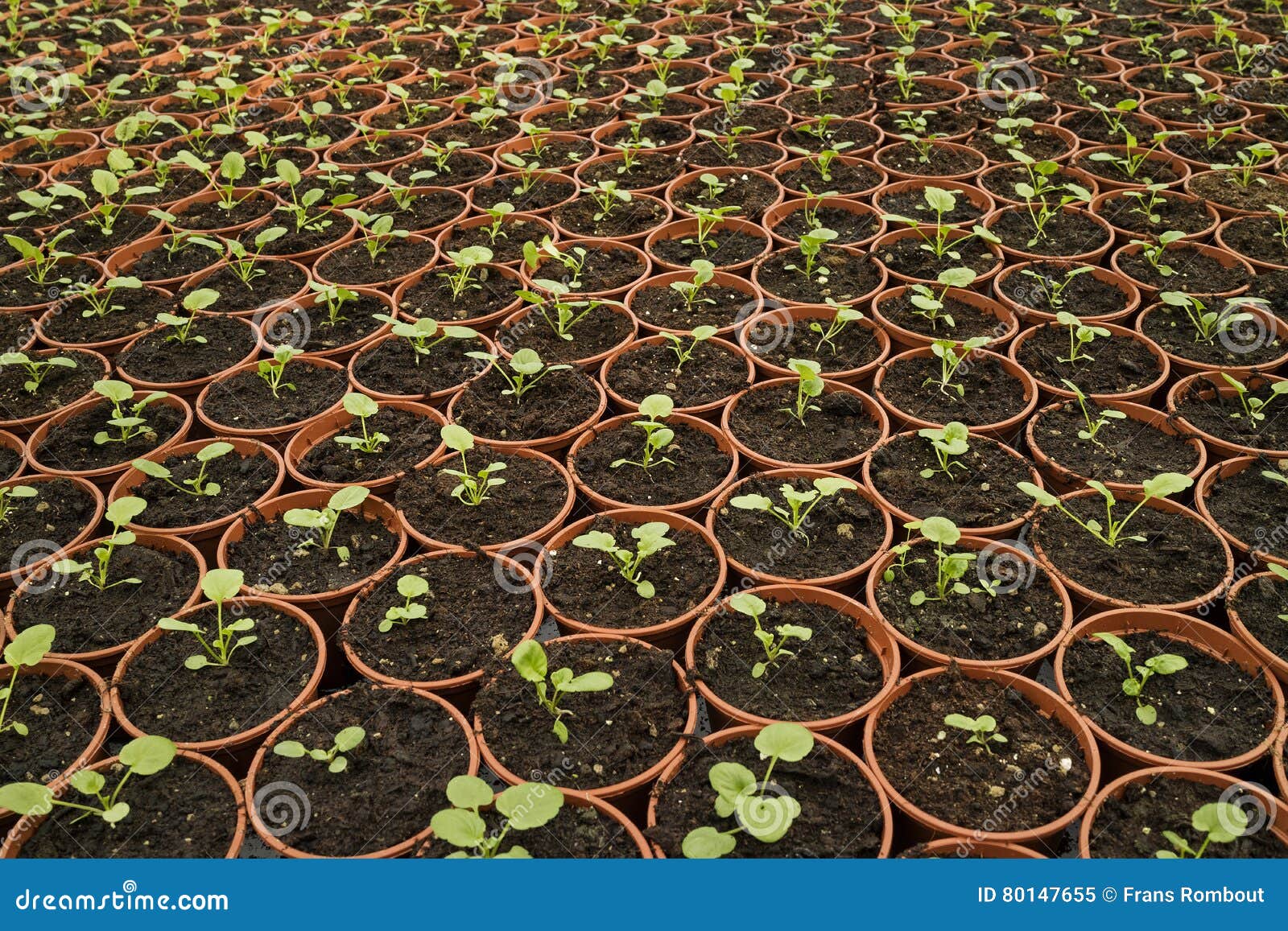Plant nursery stock image. Image of culture, environment 80147655