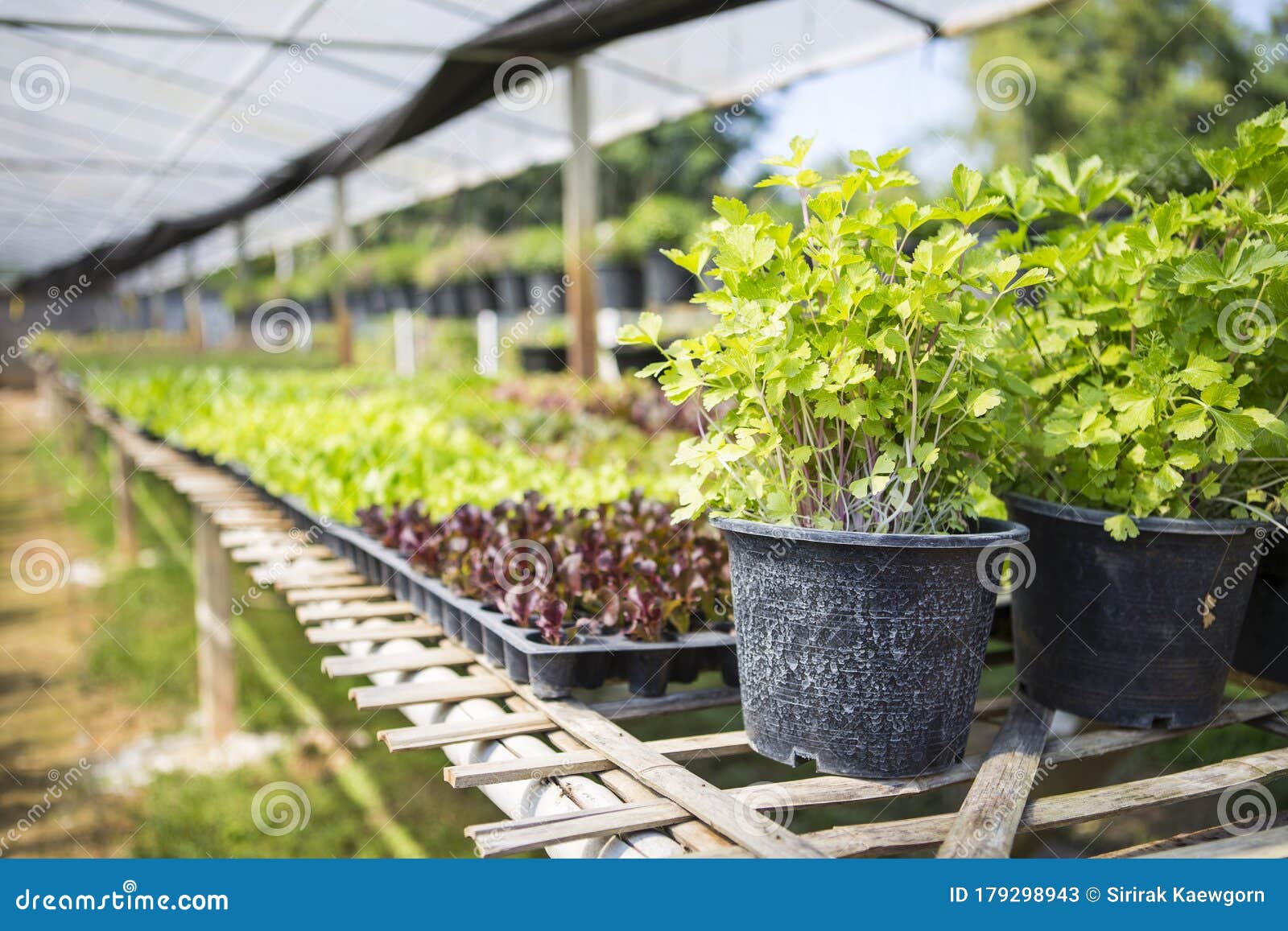 Plant Nursery Green Organic Farming in North of Thailand Stock Image - Image of ingredient, food: 179298943