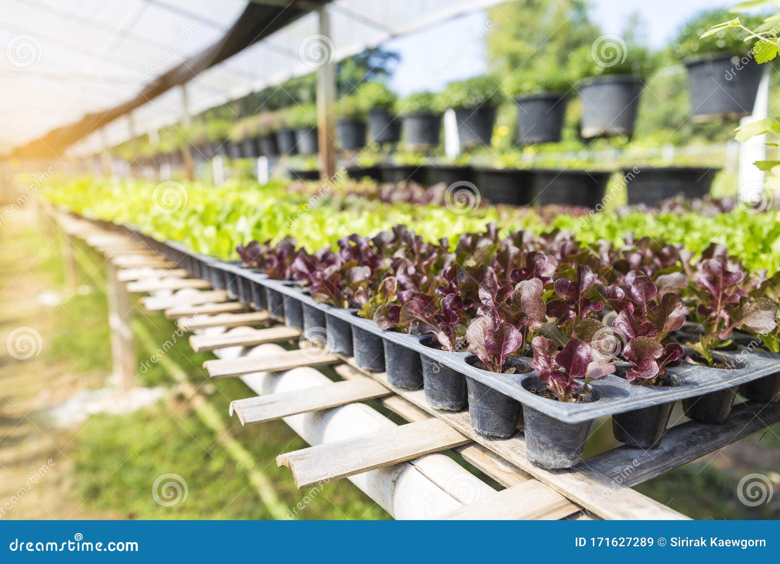 Plant Nursery House Young Red Oak And Green Oak Lettuce Garden