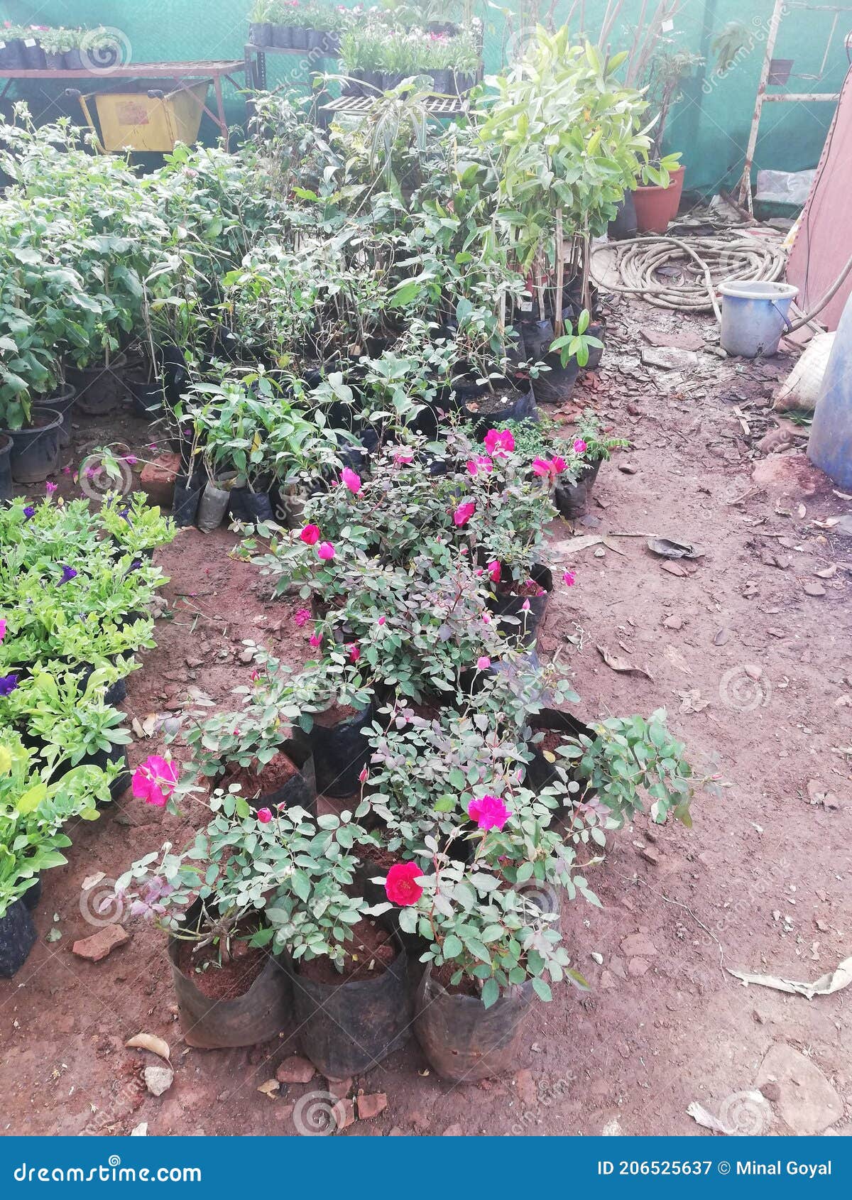 Plant Nursery in Indore India Stock Image Image of small, cultivated