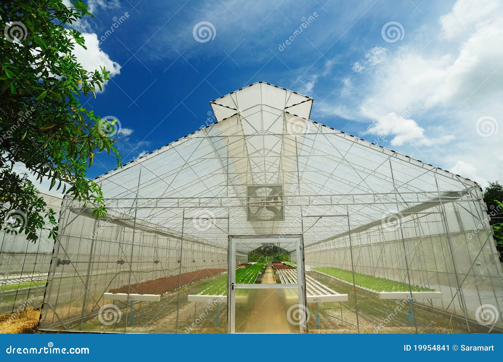 Plant Nursery of Organic Vegetable Stock Image Image of farm, growth