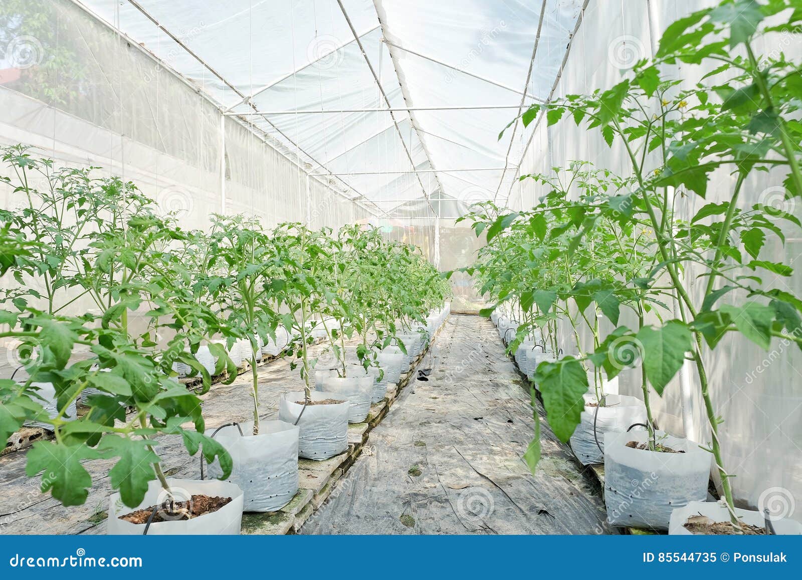 Plant nursery stock image. Image of irrigation, vegetable 85544735