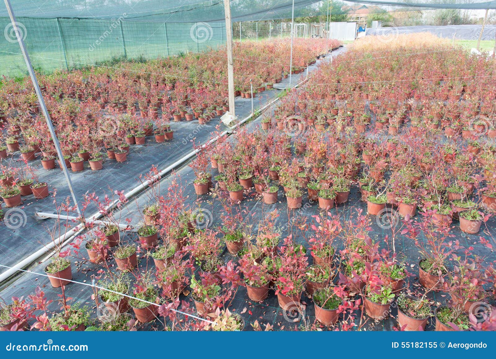 Plant nursery outdoor stock image. Image of garden, greenhouse 55182155