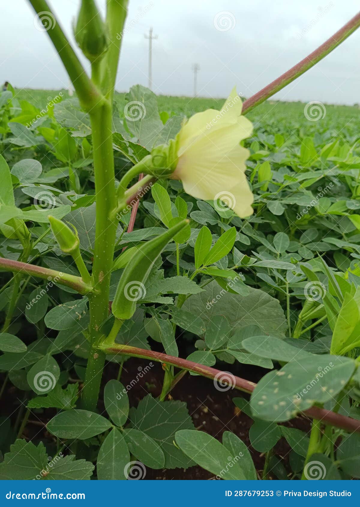 Plant of Okra, Okra on a Tree,Fresh Okra Plant. Okra Closeup on the