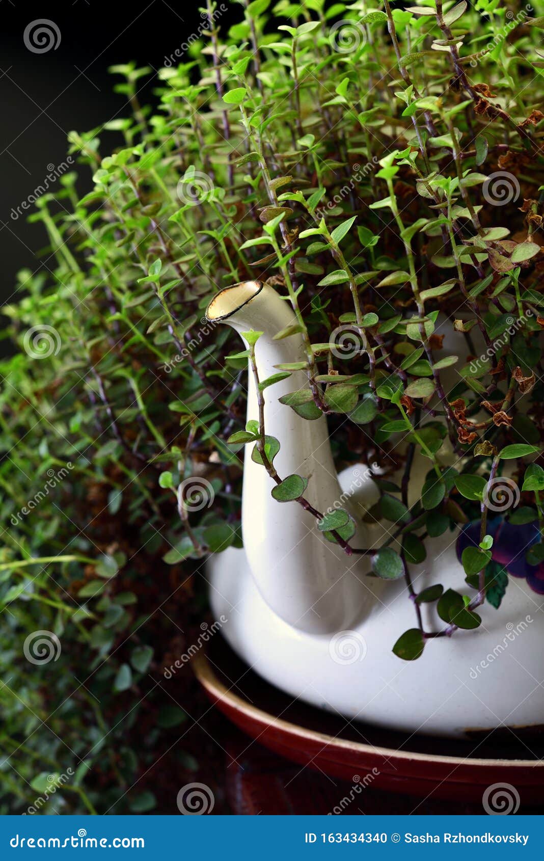 Plant in an old kettle stock photo. Image of rusty, green 163434340