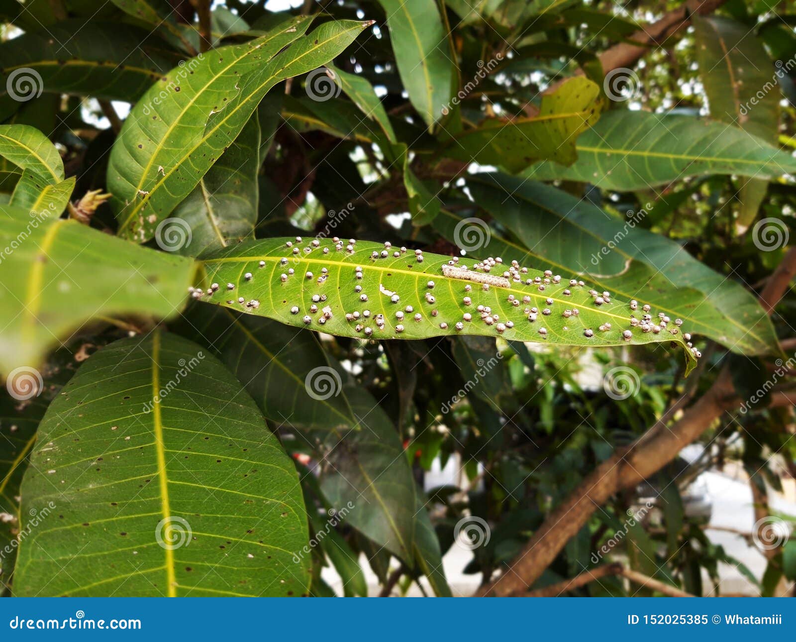 Plant Pathology,Gall Midge in Mango Leaf Stock Image Image of