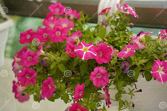 Plant Petunia Flower with Blooming Pink Petals. Pink Petunia Flower ...