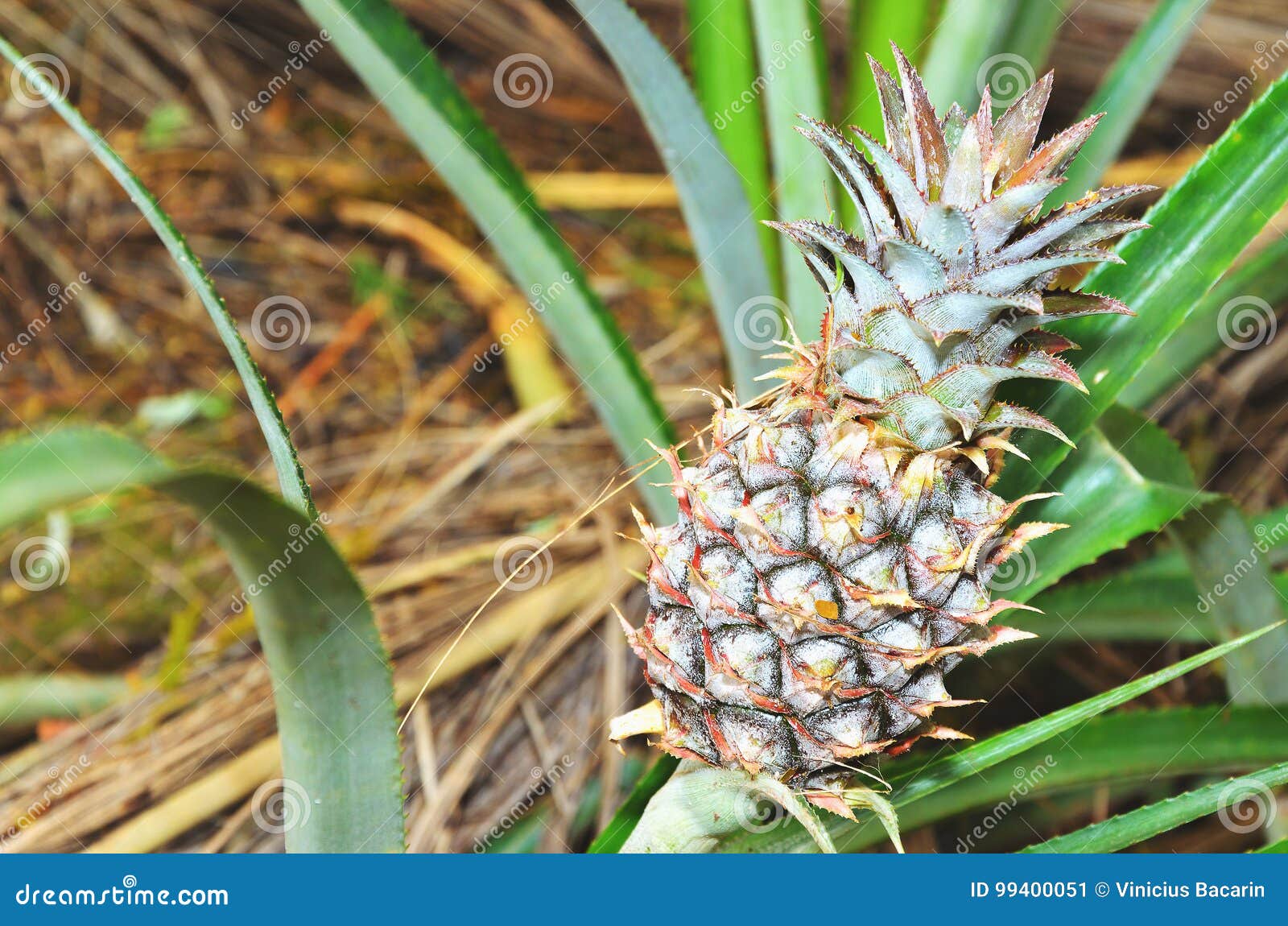 plant with pineapple fruit crescend, unripe fruit