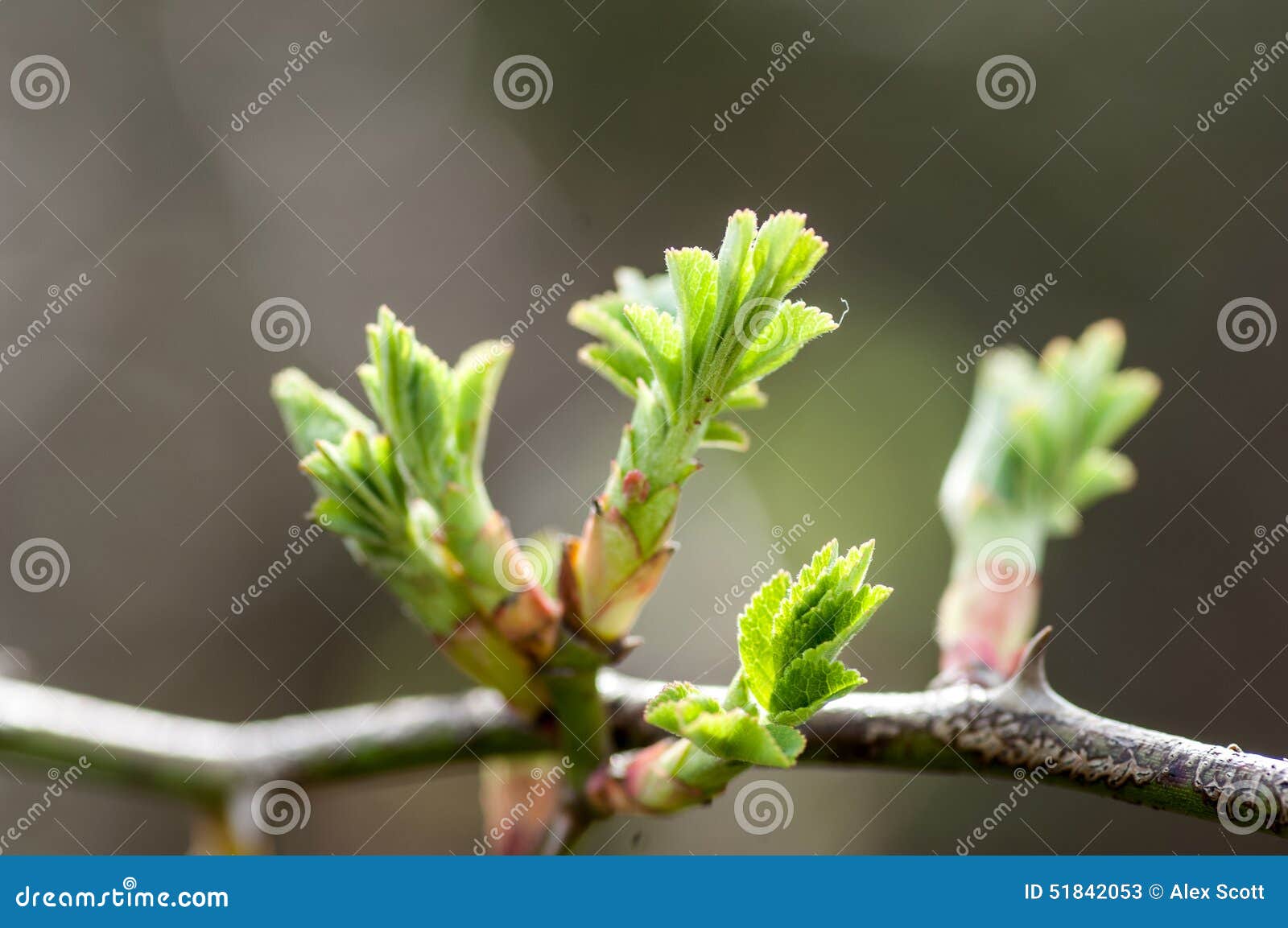 plant portrait dog rose leaves