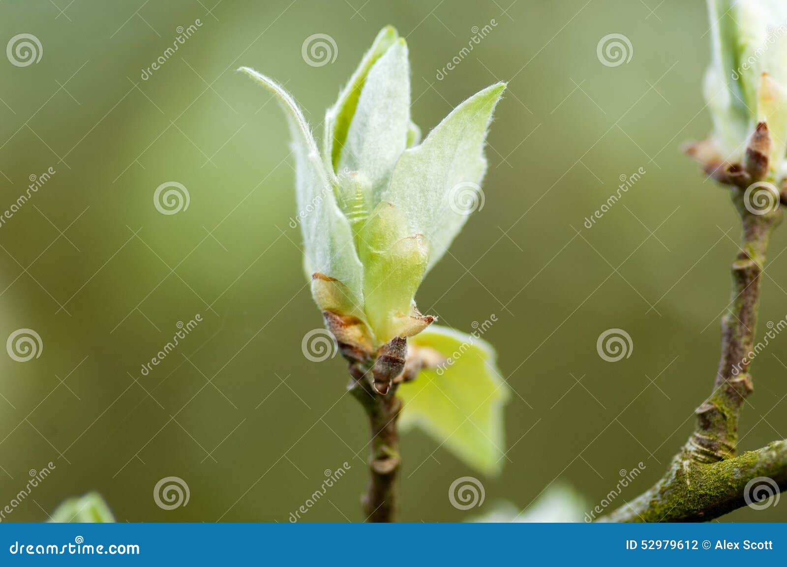 https://thumbs.dreamstime.com/z/plant-portrait-poplar-leaf-bud-populus-alba-opening-early-spring-52979612.jpg