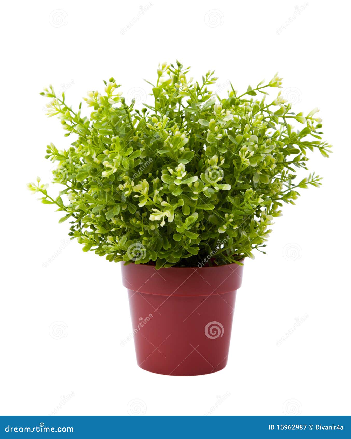 Plant pot stock image. Image of isolated, fresh, growth - 15962987