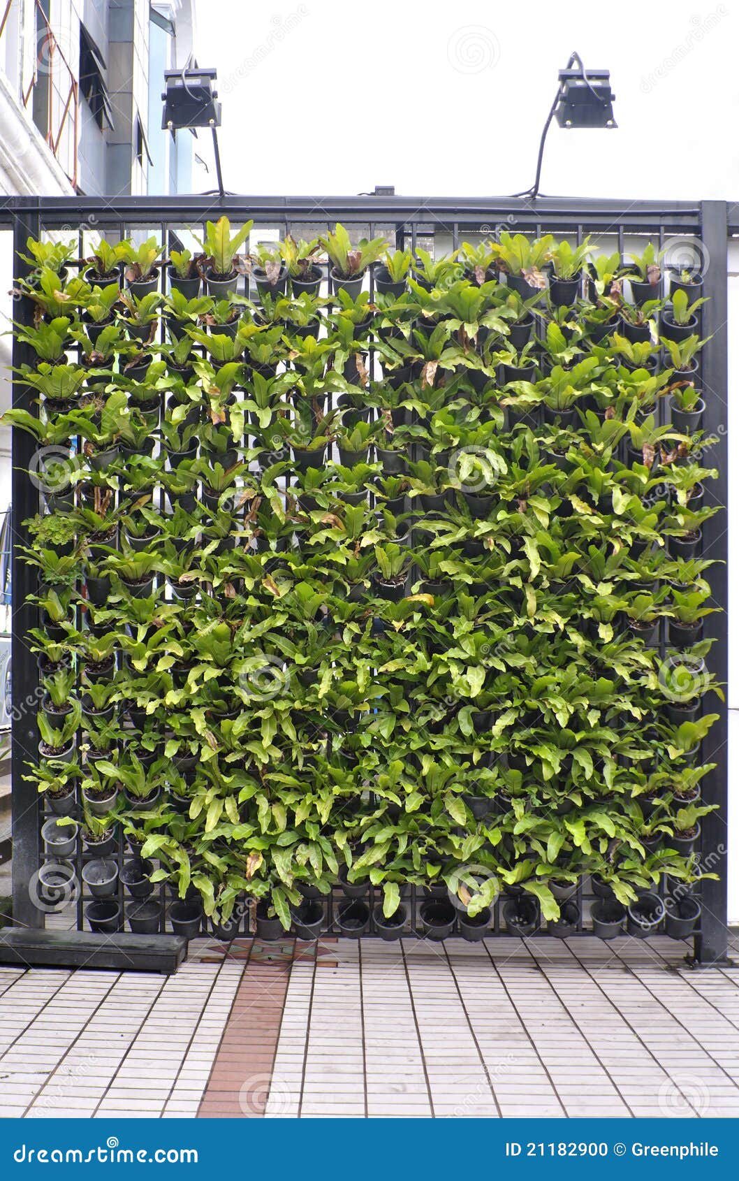 Plant in Pots Decorated on Wall Stock Photo Image of outdoor