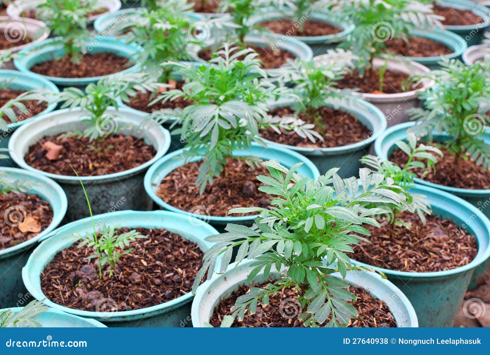 Plant Pots in a Plant Nursery Stock Photo Image of botanical, environment 27640938