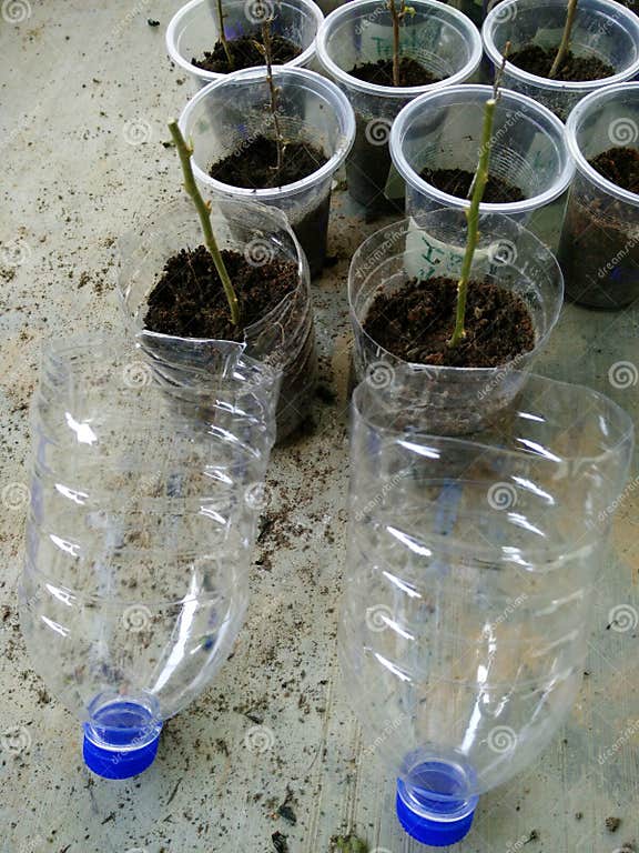Plant Propagation is the Process in Growing New Plants from a Variety of Sources Seeds
