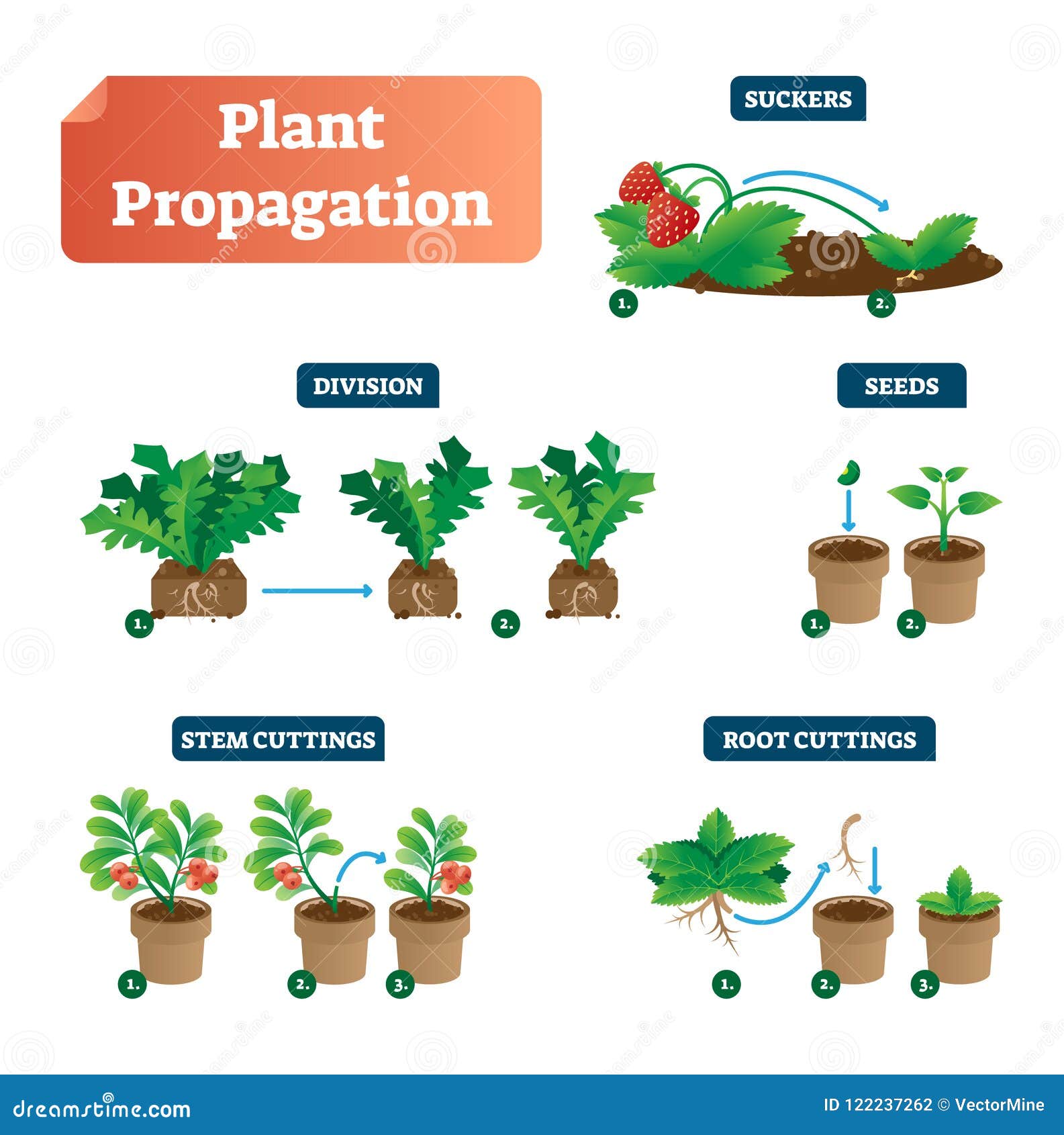 plant propagation   diagram. scheme with biological labels on suckers, division, seeds, stem and root cuttings.