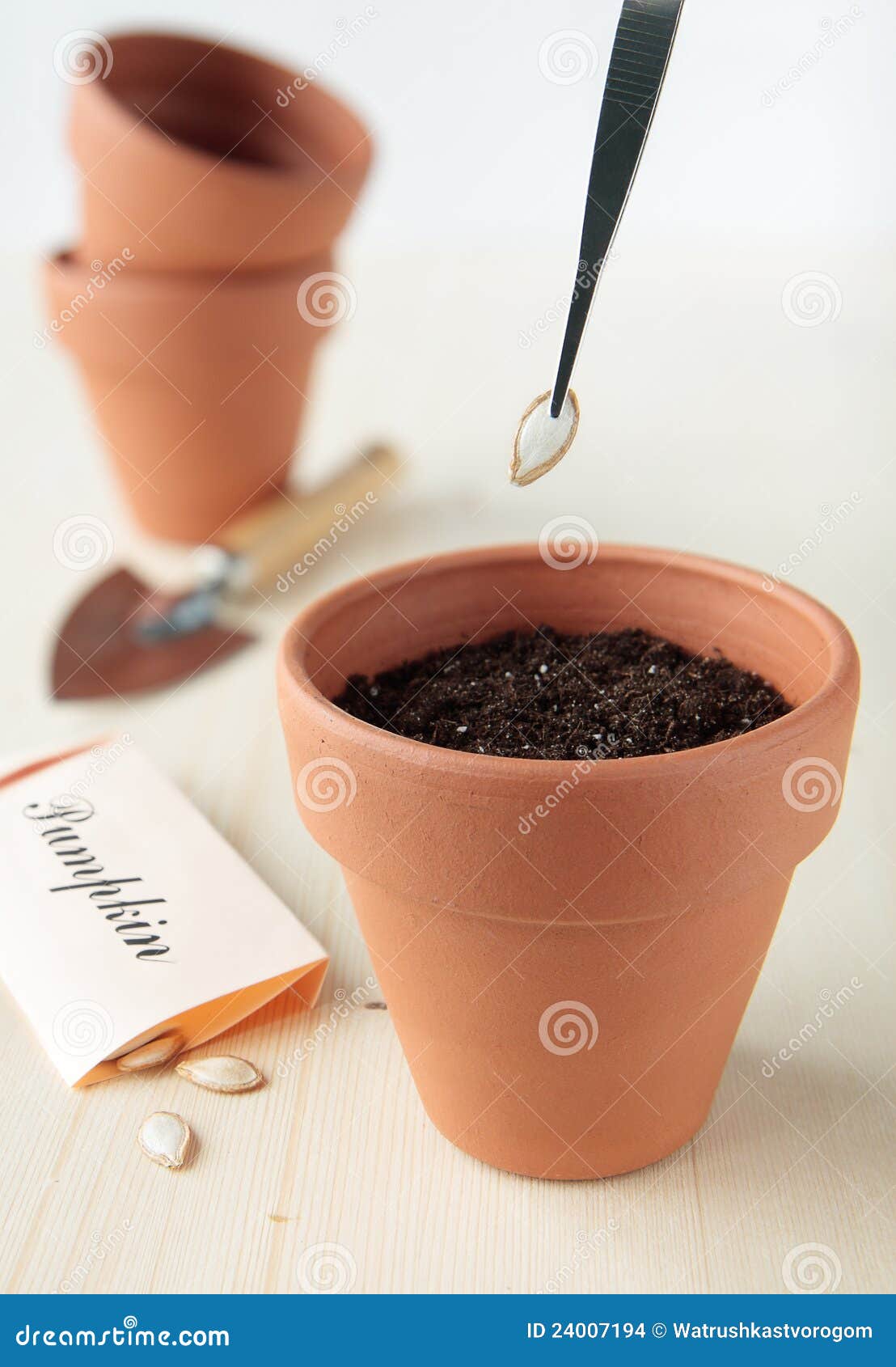Plant the Pumpkin Seeds in Ceramic Pot Stock Photo Image of vegetable