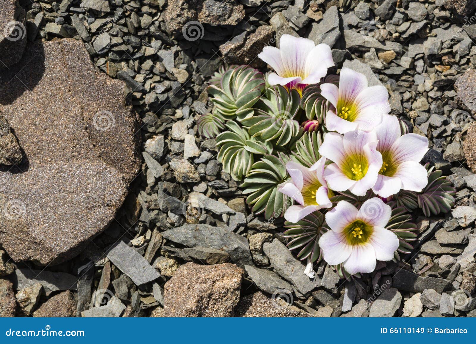 plant and purple flowers on rocks