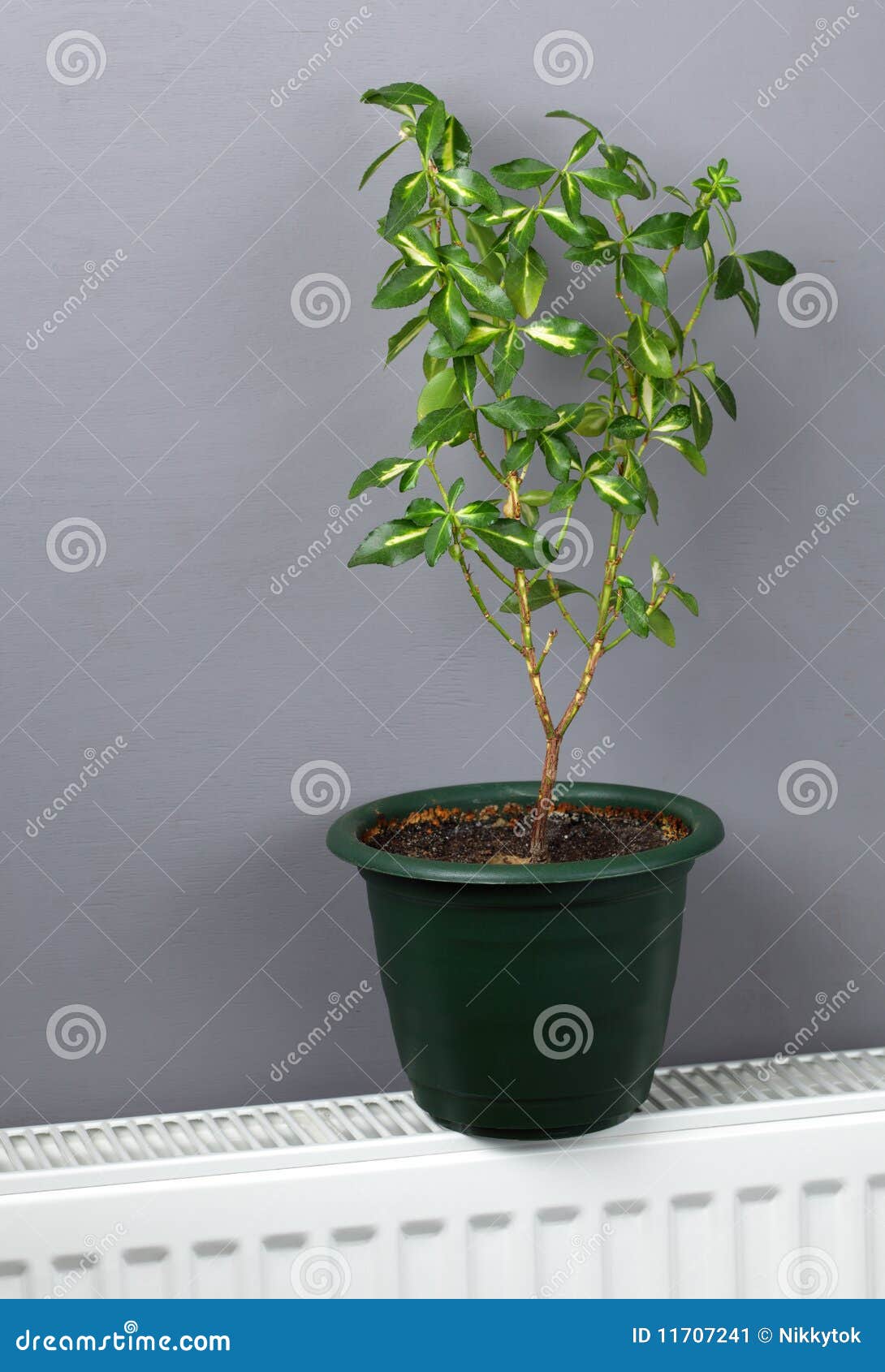 Plant on the radiator stock image. Image of foliage, house 11707241