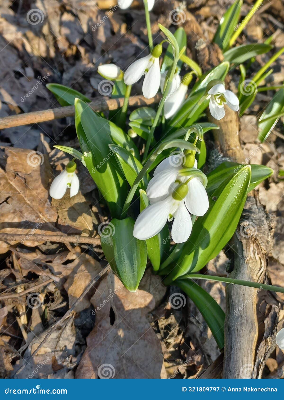 a plant from the red book in early spring, the folded snowdrop. kholodnyi yar. ukraine