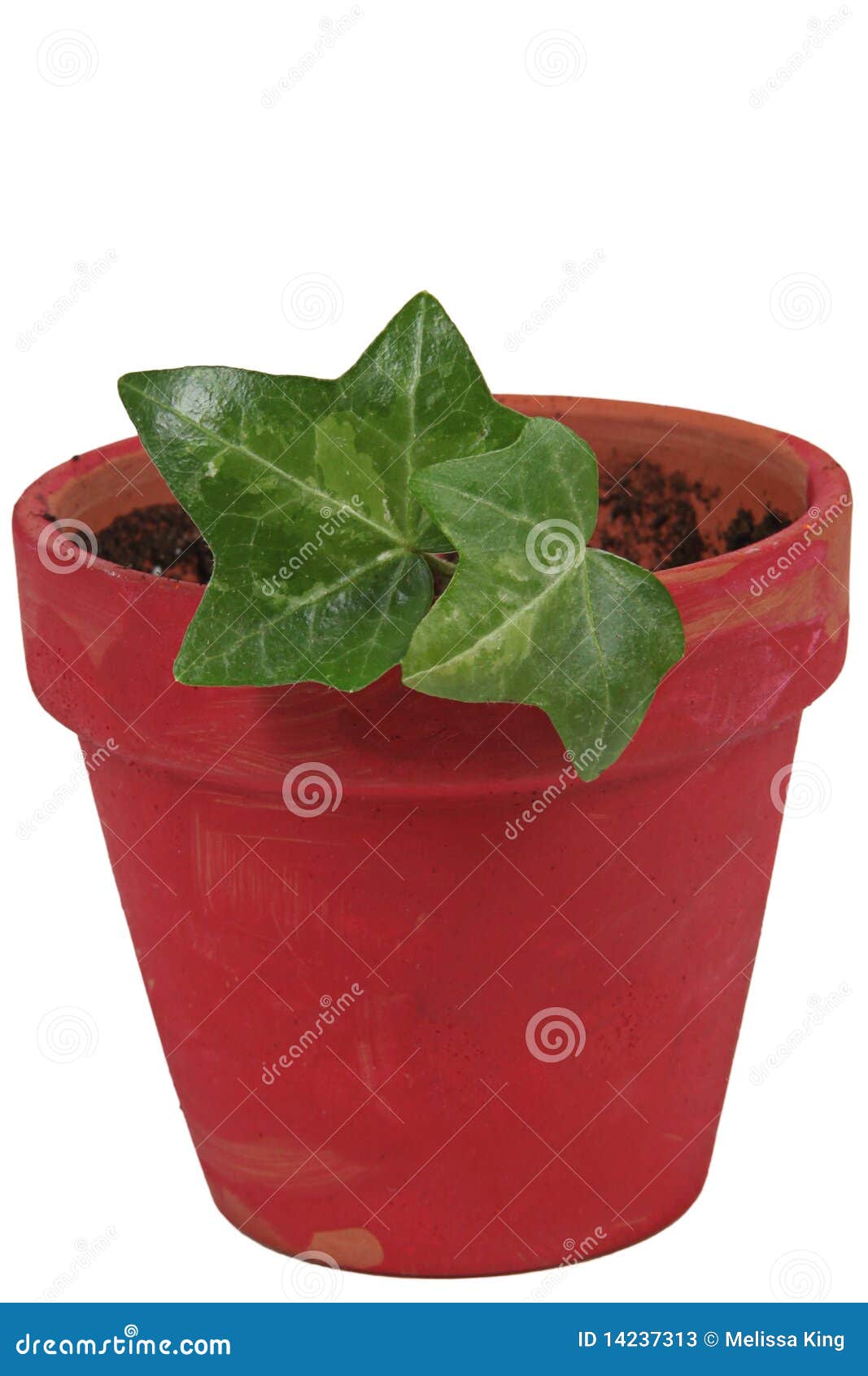 Plant in red ceramic pot stock image. Image of leaves 14237313