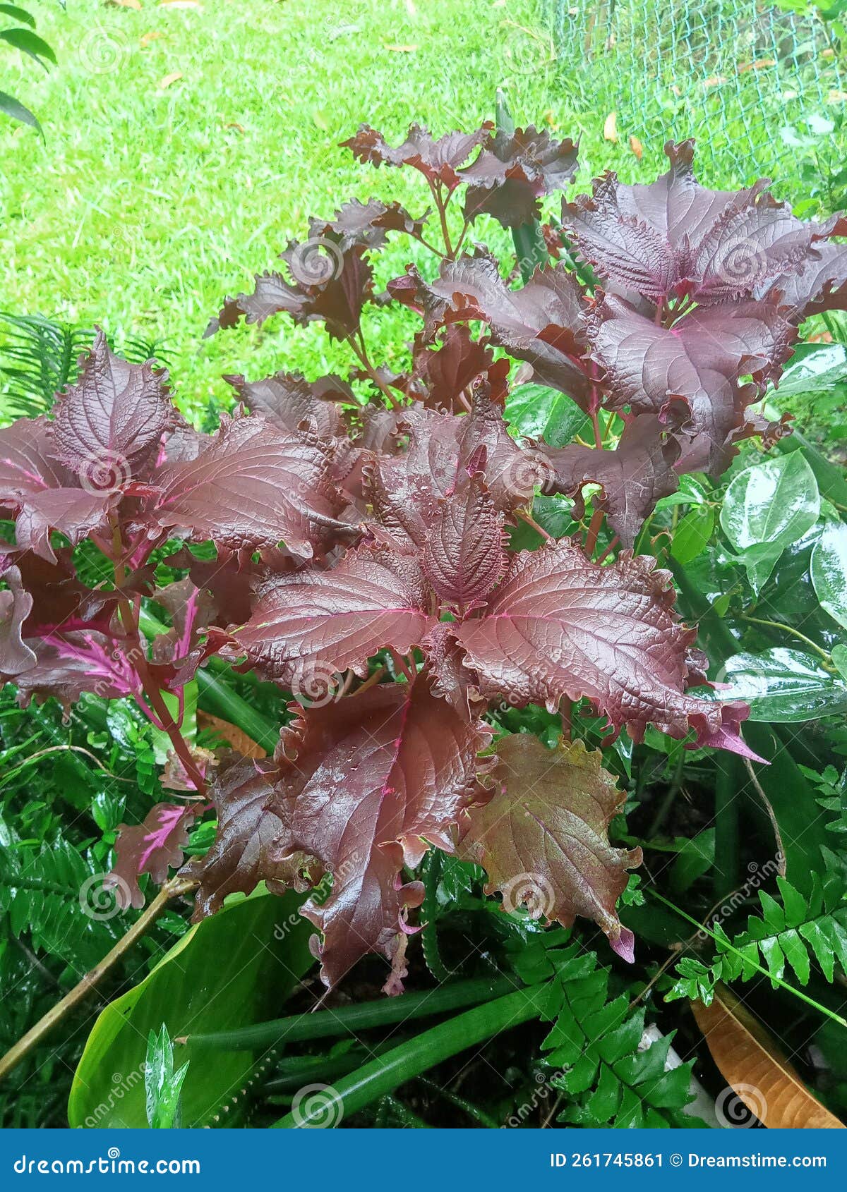 Plant red flowers stock image. Image of plant, forest 261745861
