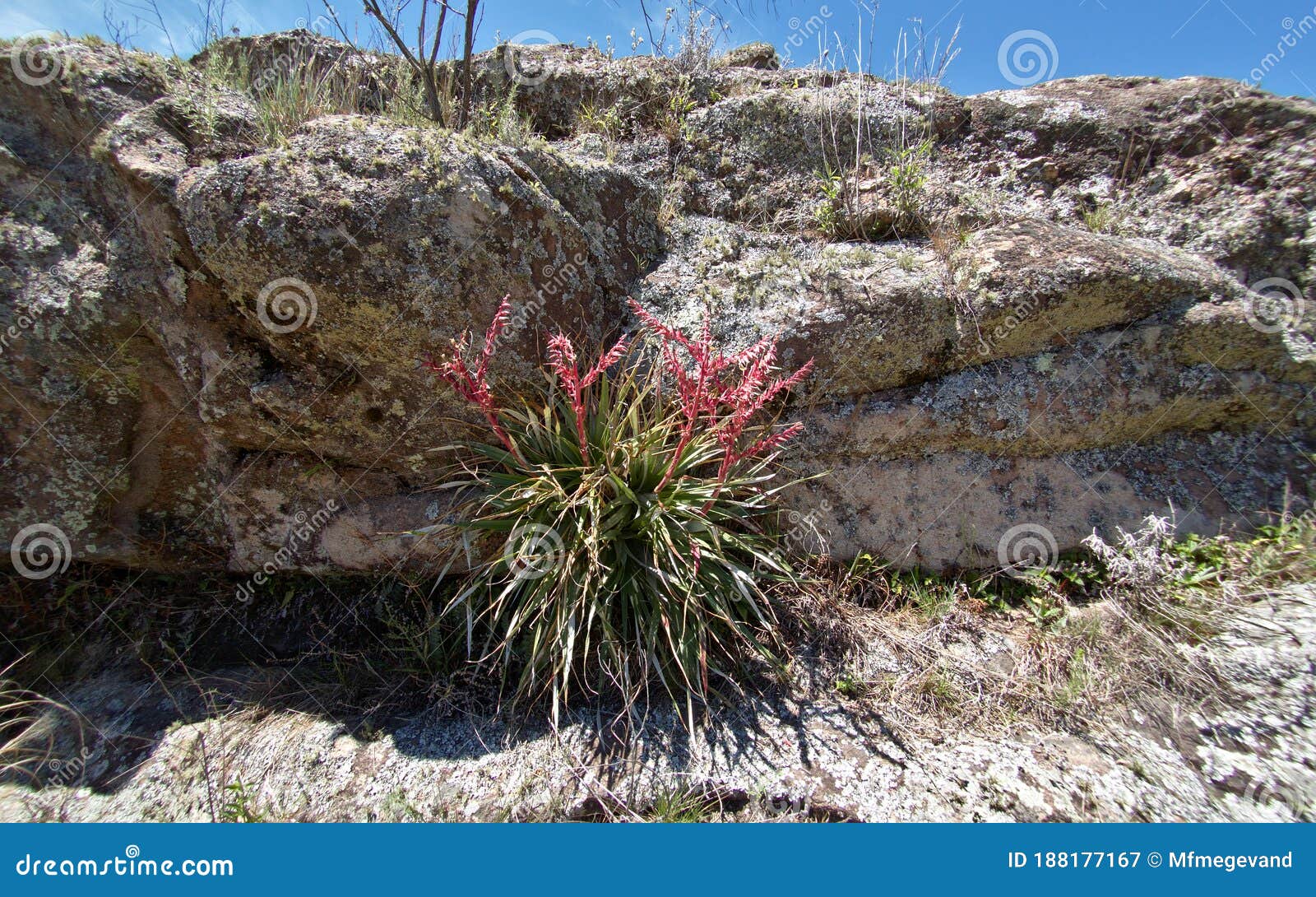 plant with red flowers at cerro blanco reserve