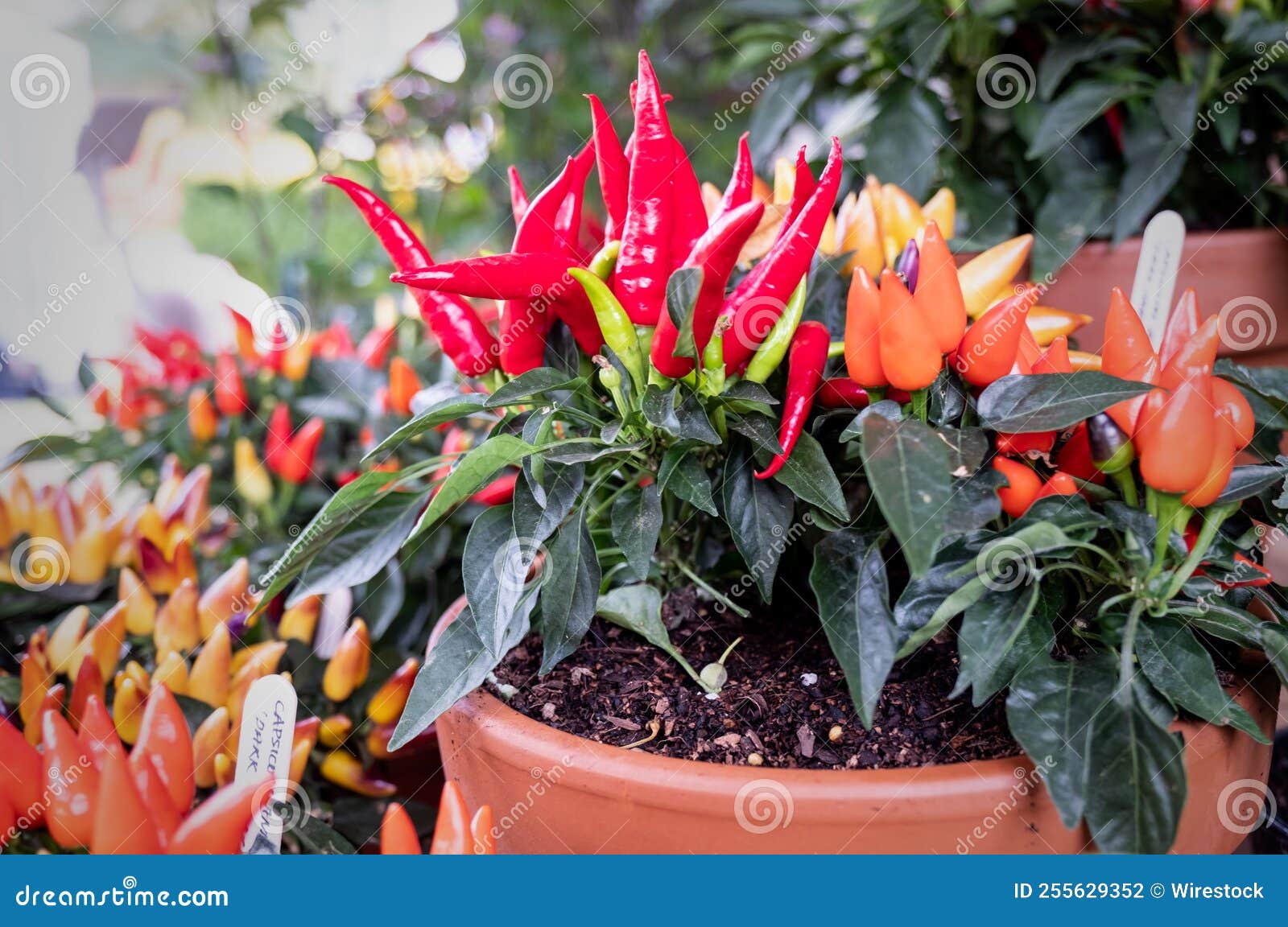 Plant with Red and Green Chili Peppers Stock Photo Image of garden, harvest 255629352