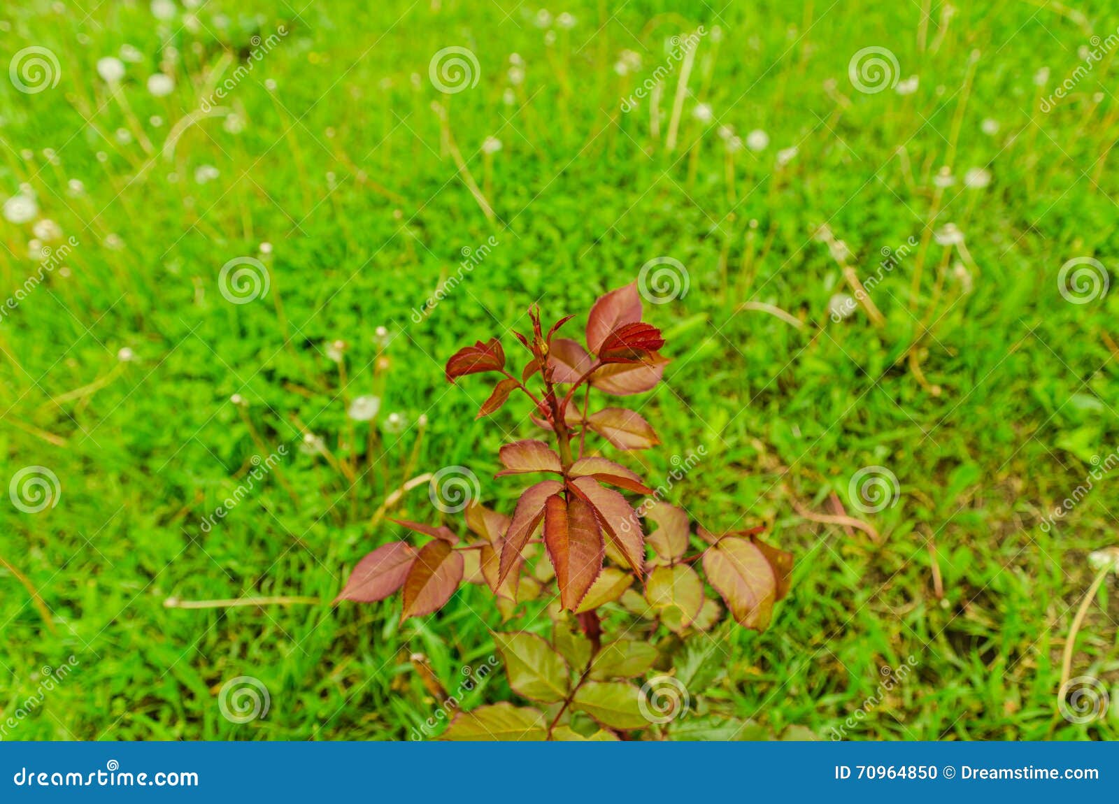 A Plant of a Red Rose without Flowers. Stock Photo Image of bush